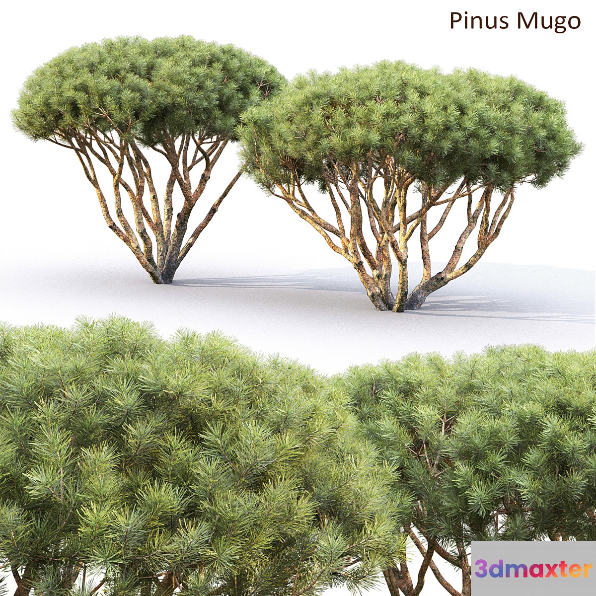 Pine - No.6