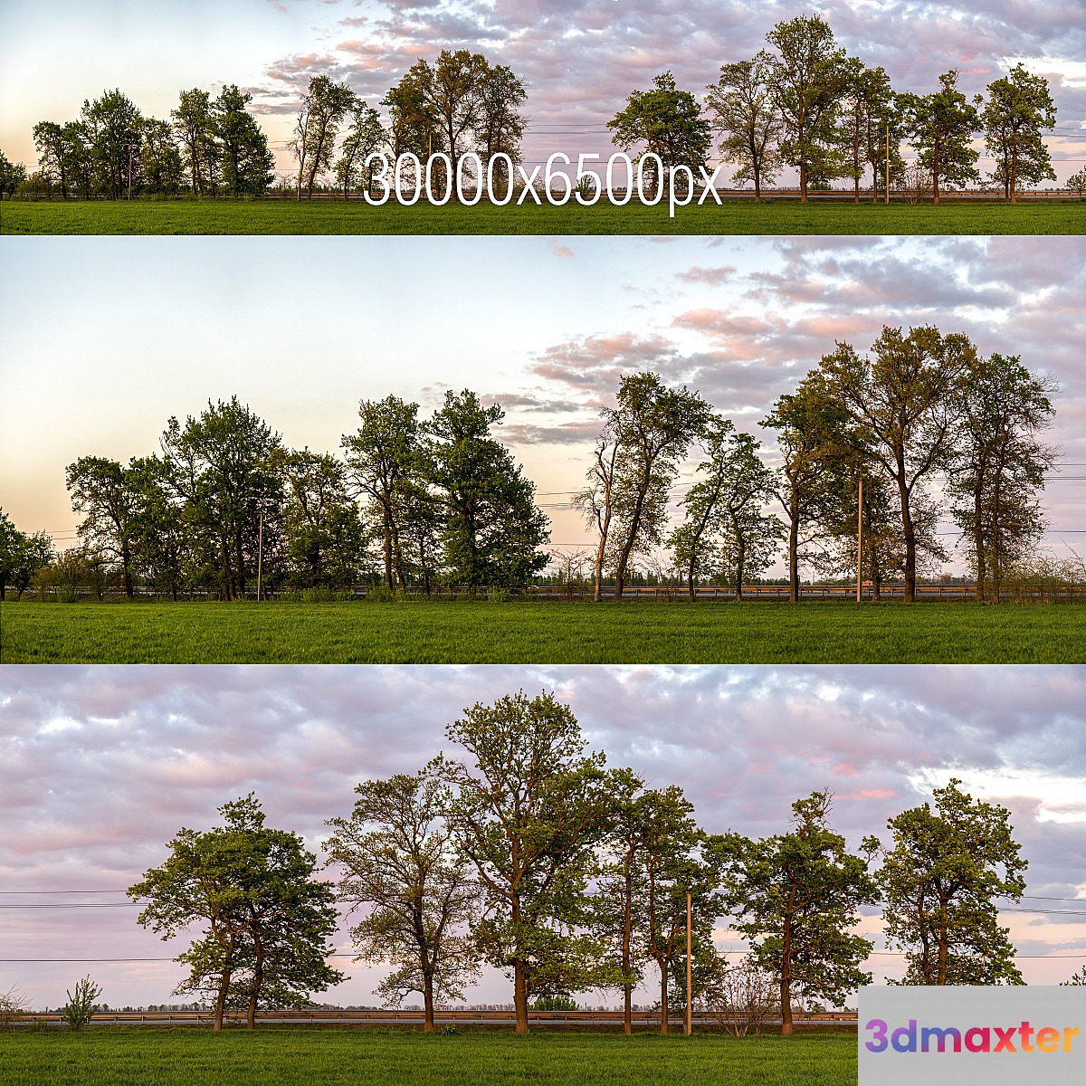Panorama with trees. Sunset 3D Max