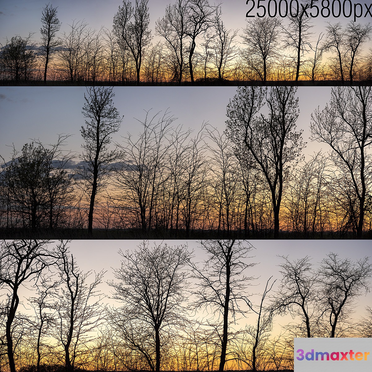 Silhouettes of trees at sunset. Panorama