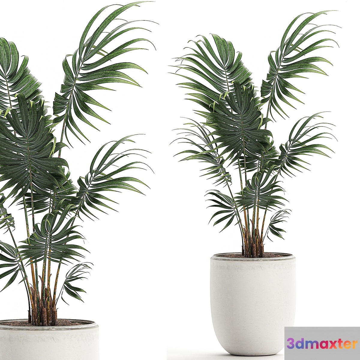 A beautiful small decorative indoor palm tree in a white modern pot with Hovea kentia neanta. Set 519. - No.2