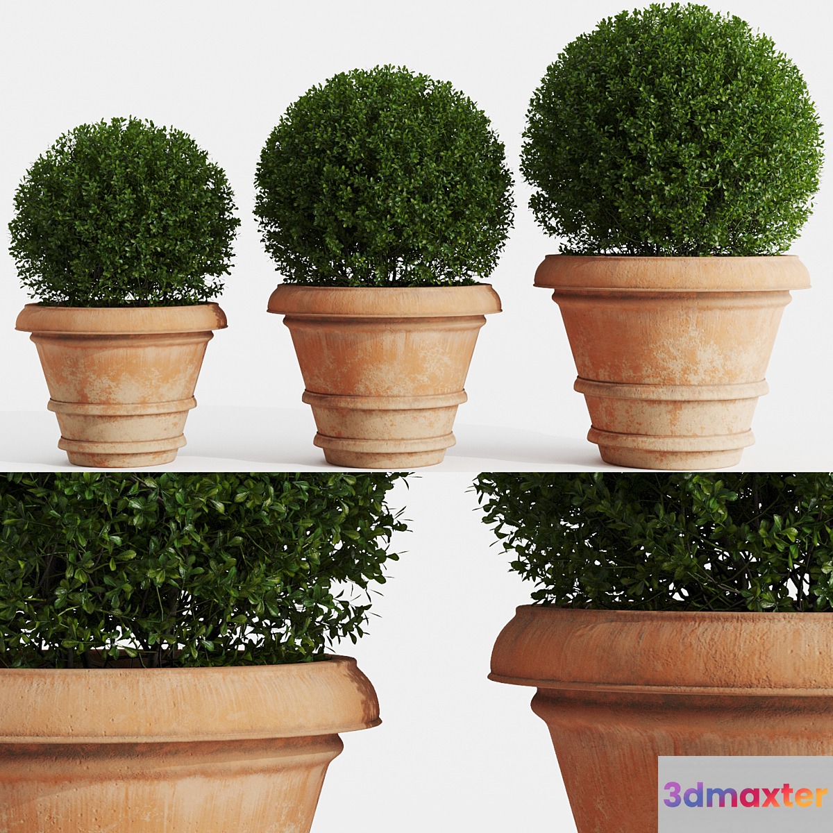 Boxwood evergreen in clay pots - No.2