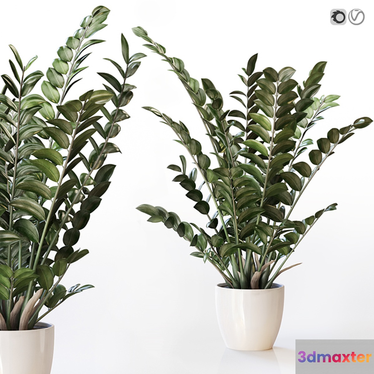 Amazing plant Zamioculcas in white vase 3D Max