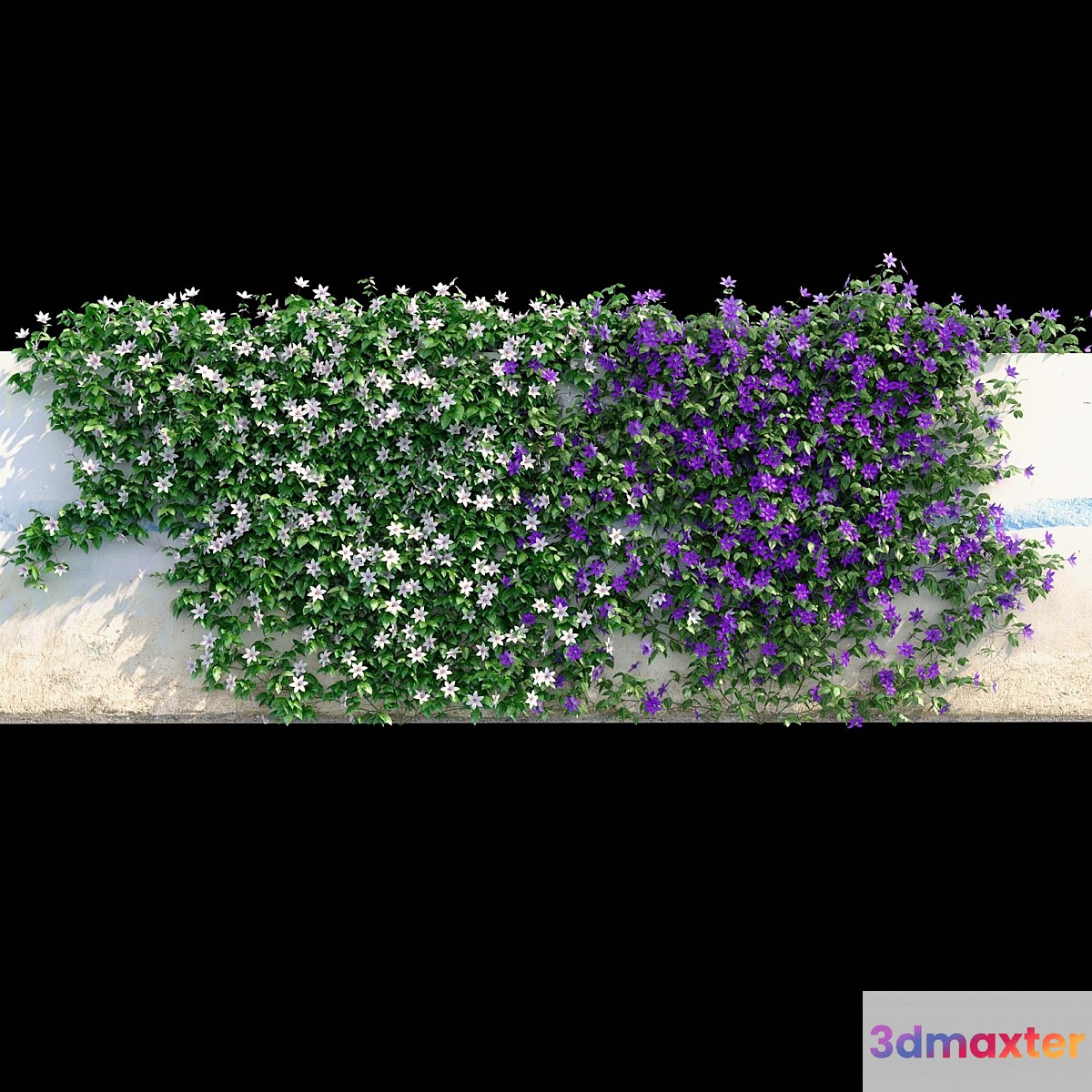Clematis on the wall 3D Max