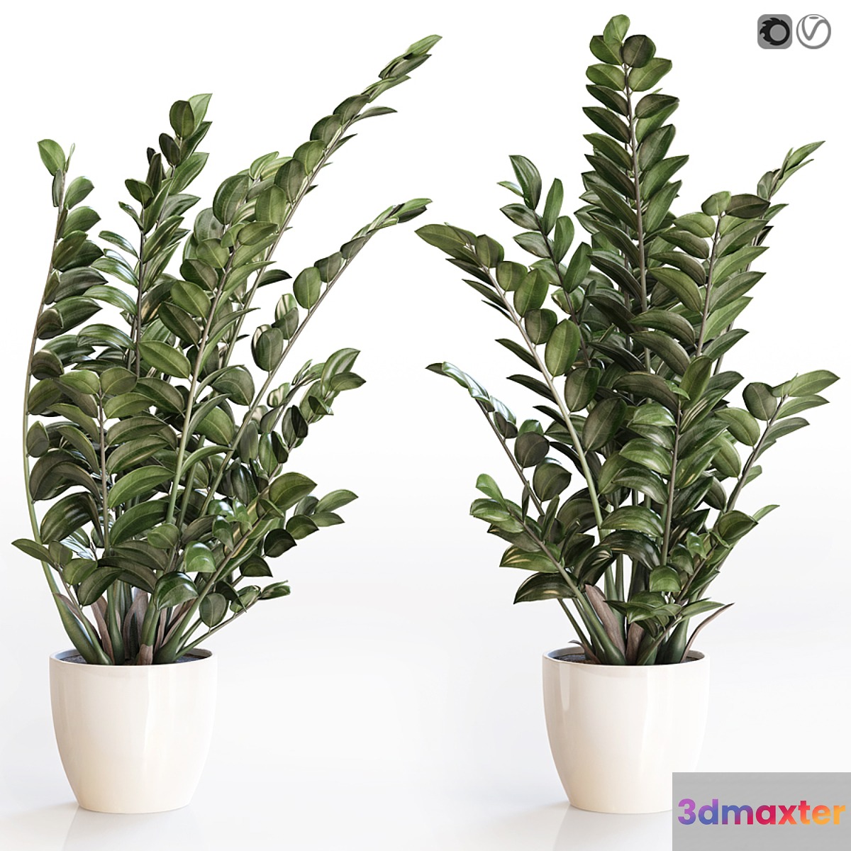 Angular flowerpot Zamiokulkas in a white vase 3D Max