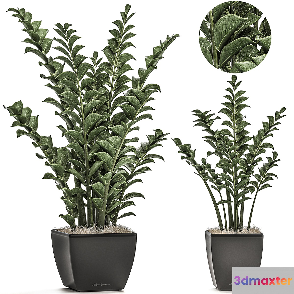 Collection of office plants in black pots with Zamiokulkas flower money tree. Set 527.