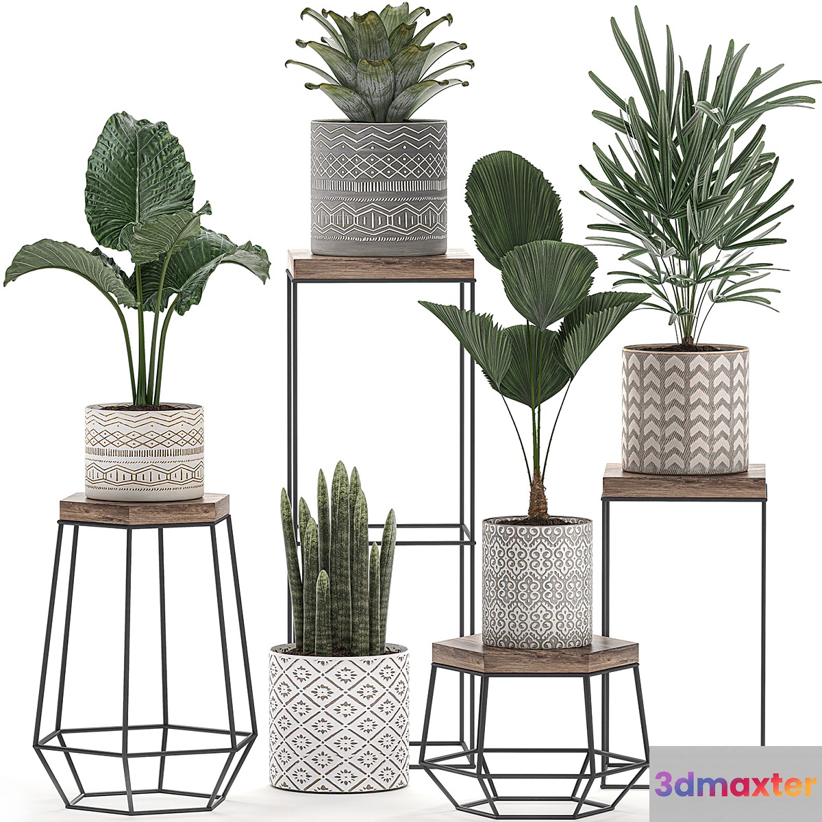 A collection of small plants in pots on tables with stands of Licuala palm alokasia bromeliad rapis. Set 528. 3D Max