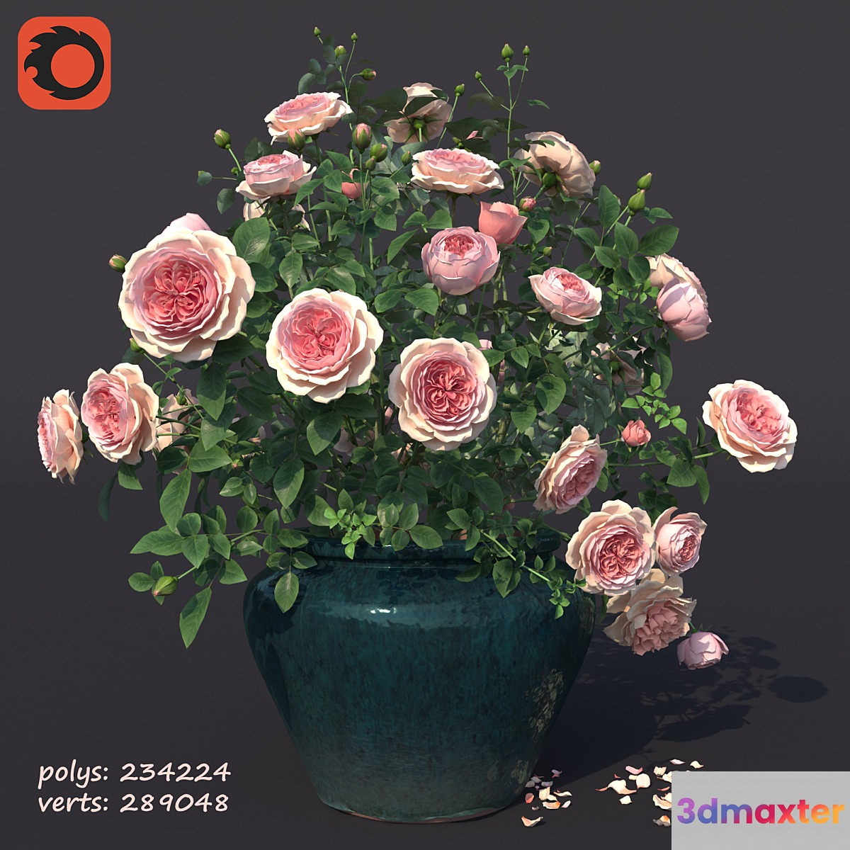 Rose bush in a flowerpot N1 - No.2