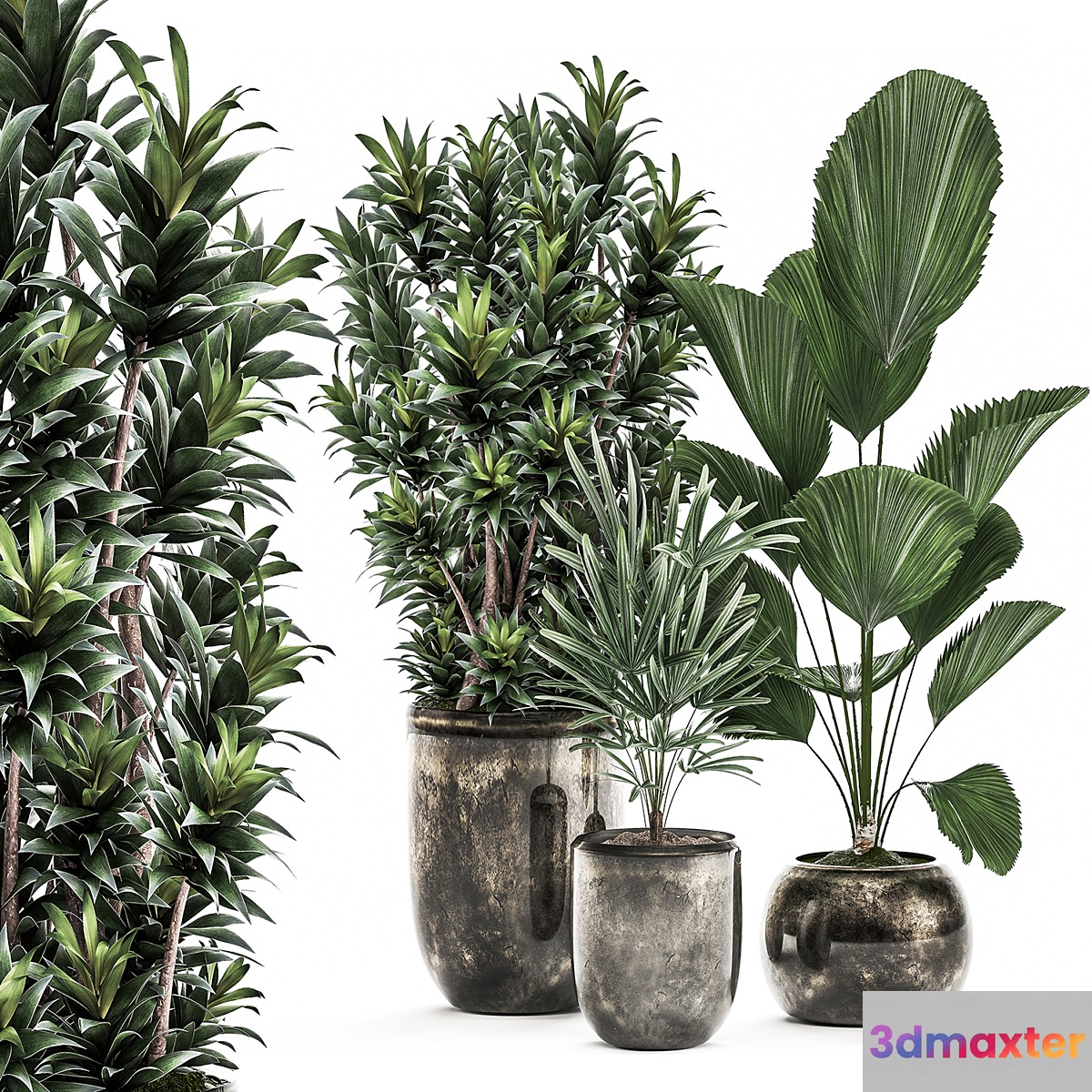 Collection of plants in luxury pots with Dracaena Licuala palm rapis luxury decor. Set 531 - No.2