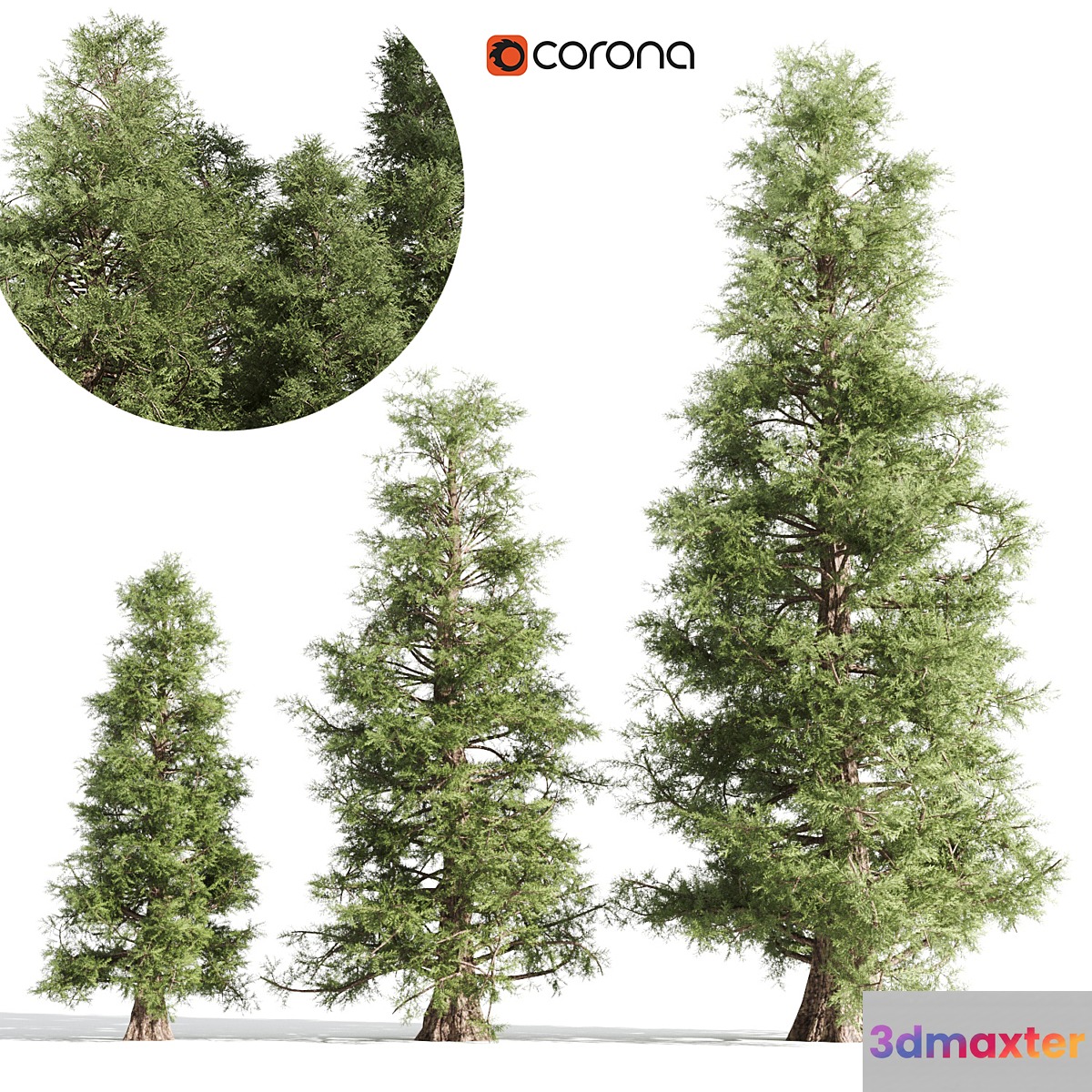 3 cedar tree 3D Max