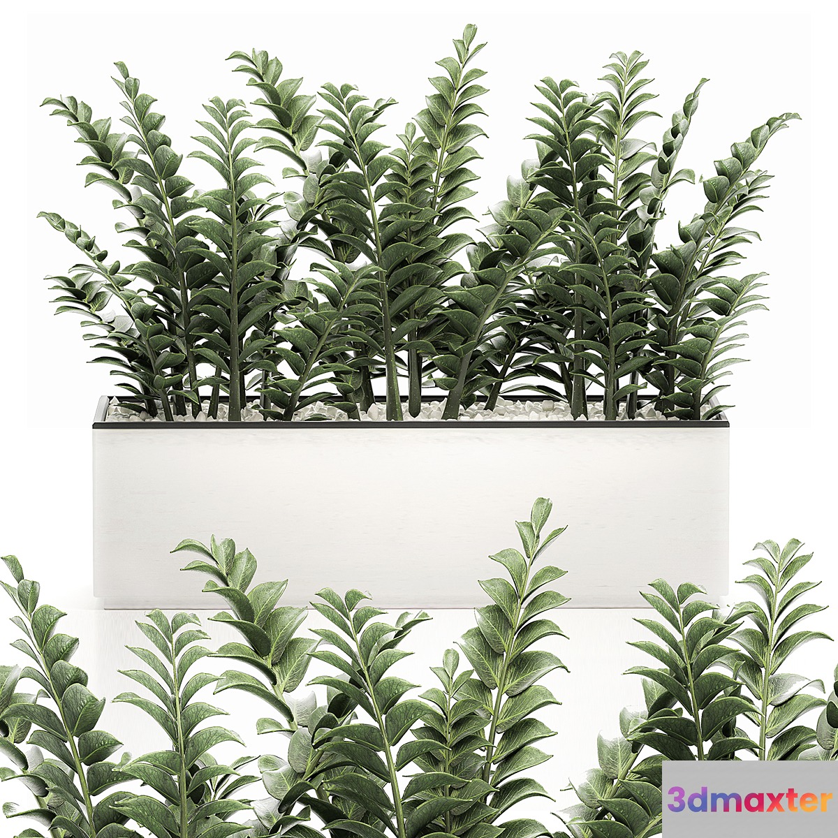 A small lush decorative exotic Zamiokulkas flower in a white pot with gravel. Set 535.