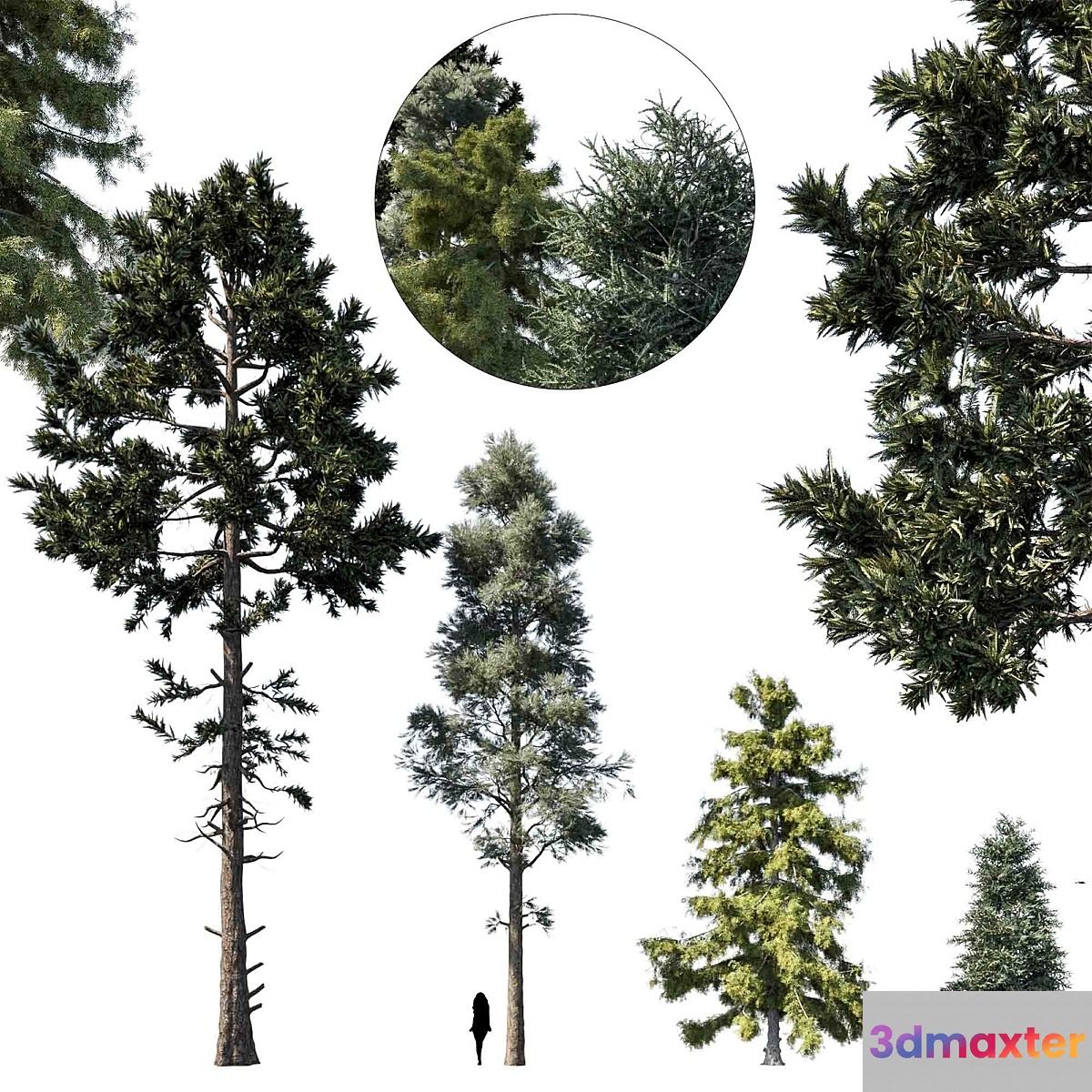 coniferous tree set 1 3D Max