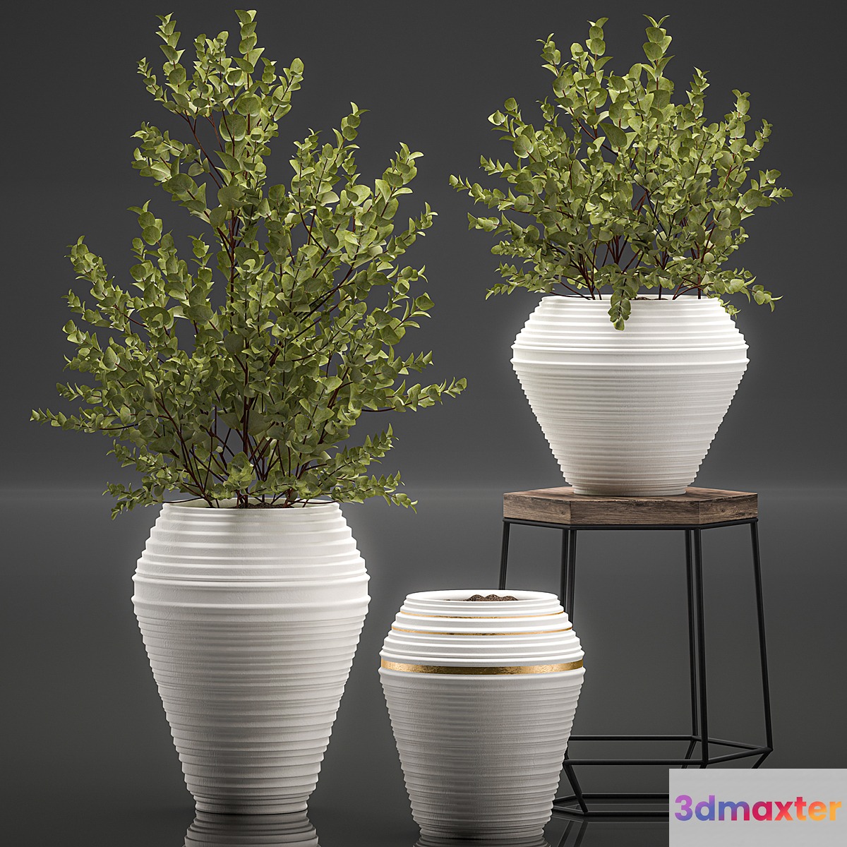 Collection with a small decorative tree Eucalyptus ash bush in a white ethnic pot vase. Set 538. 3D Max