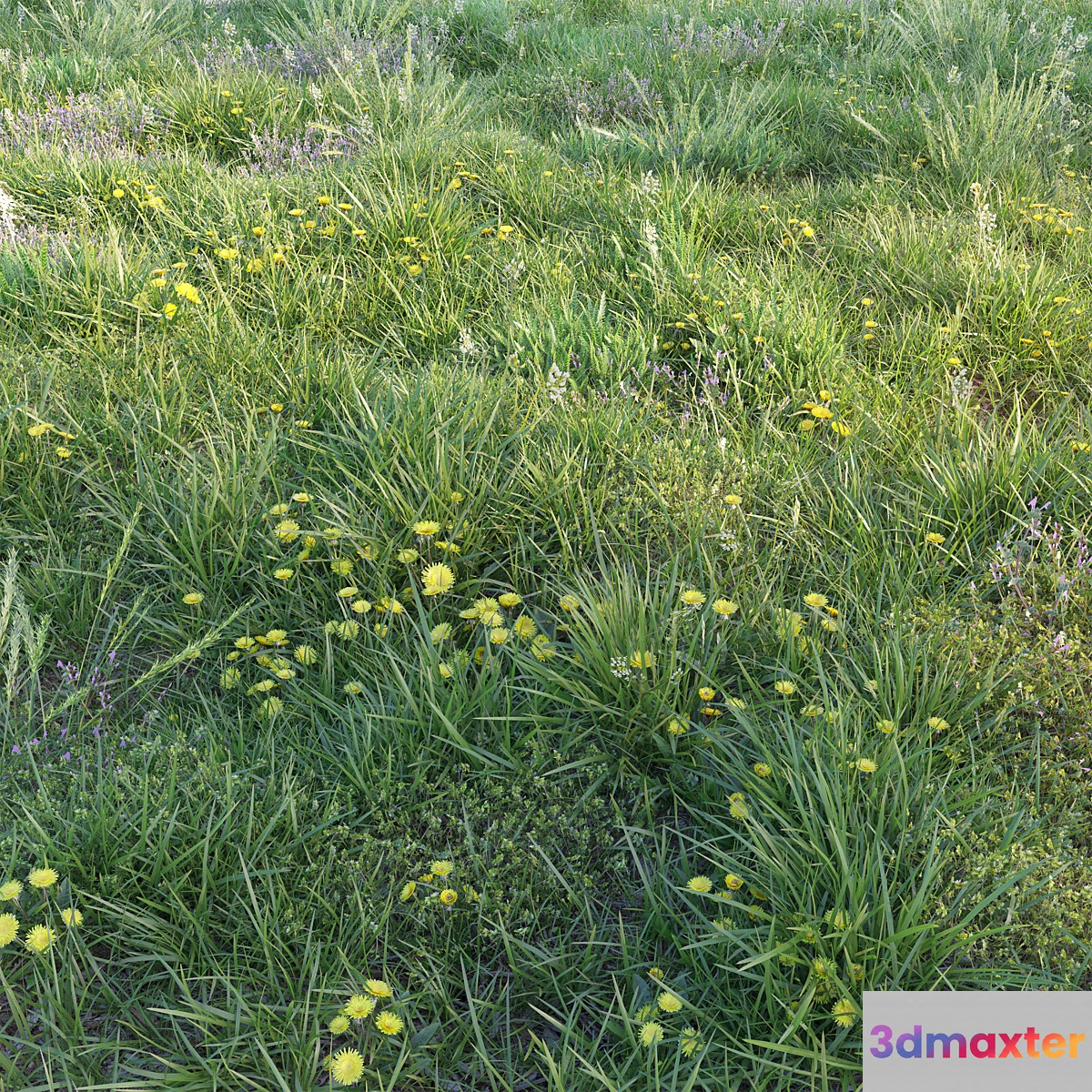 Spring grass with dandelions 3D Max