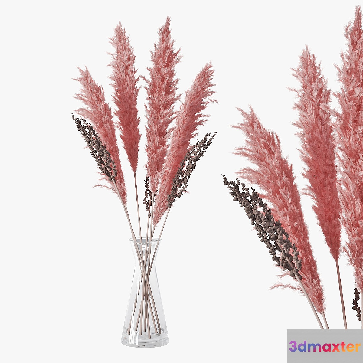 Pampas grass 04 - No.2