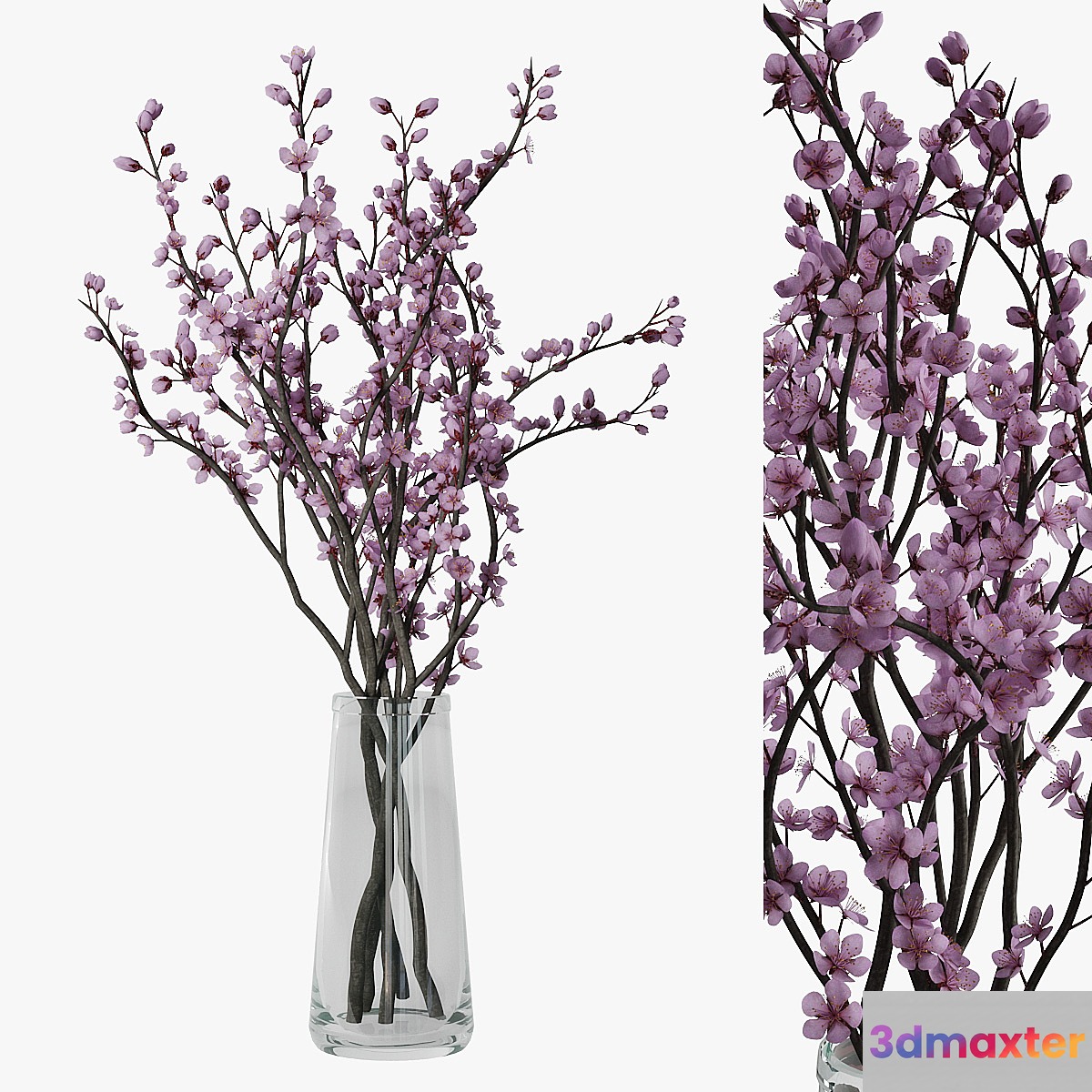 Plum blossom 3D Max