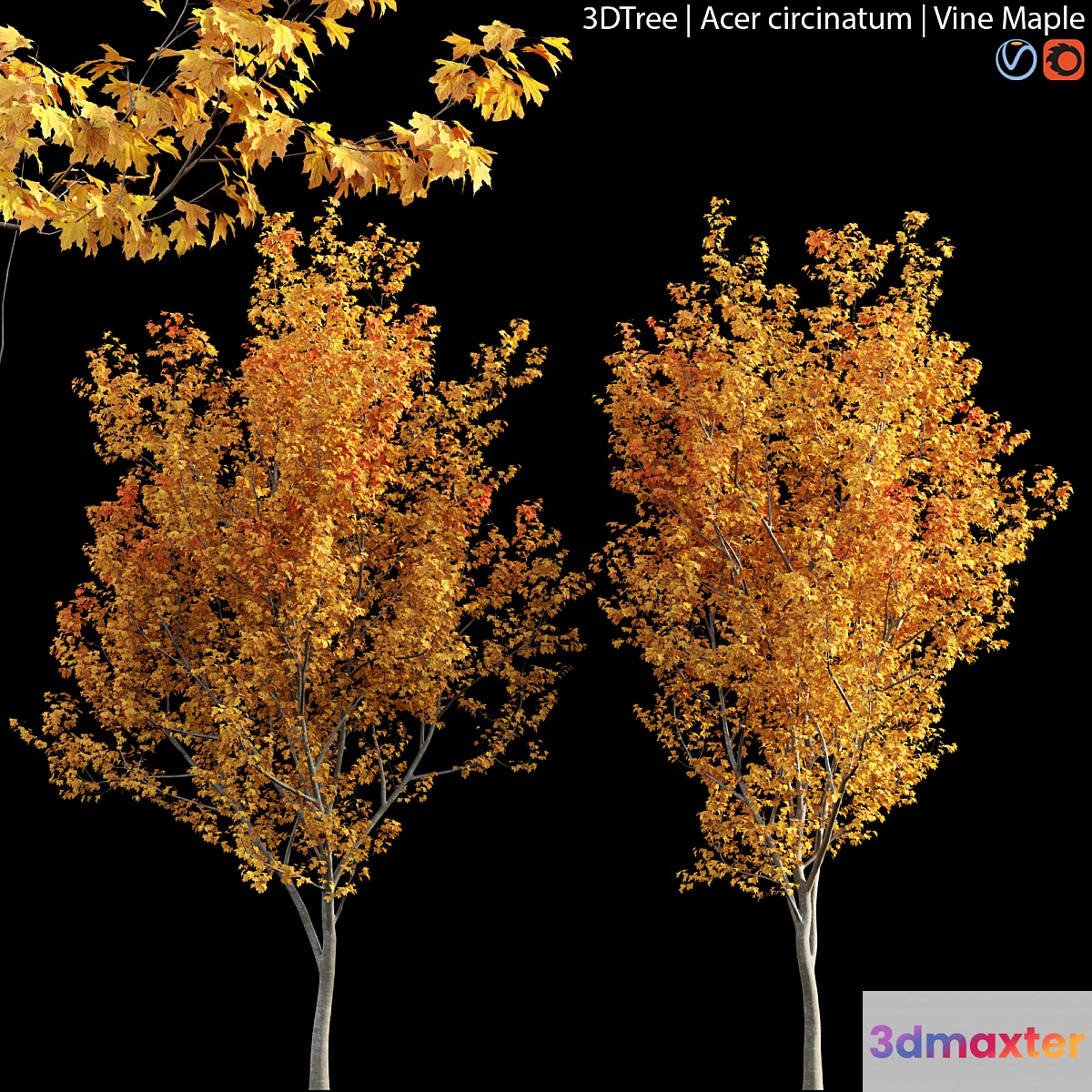 Acer circinatum | Vine Maple 04 3D Max