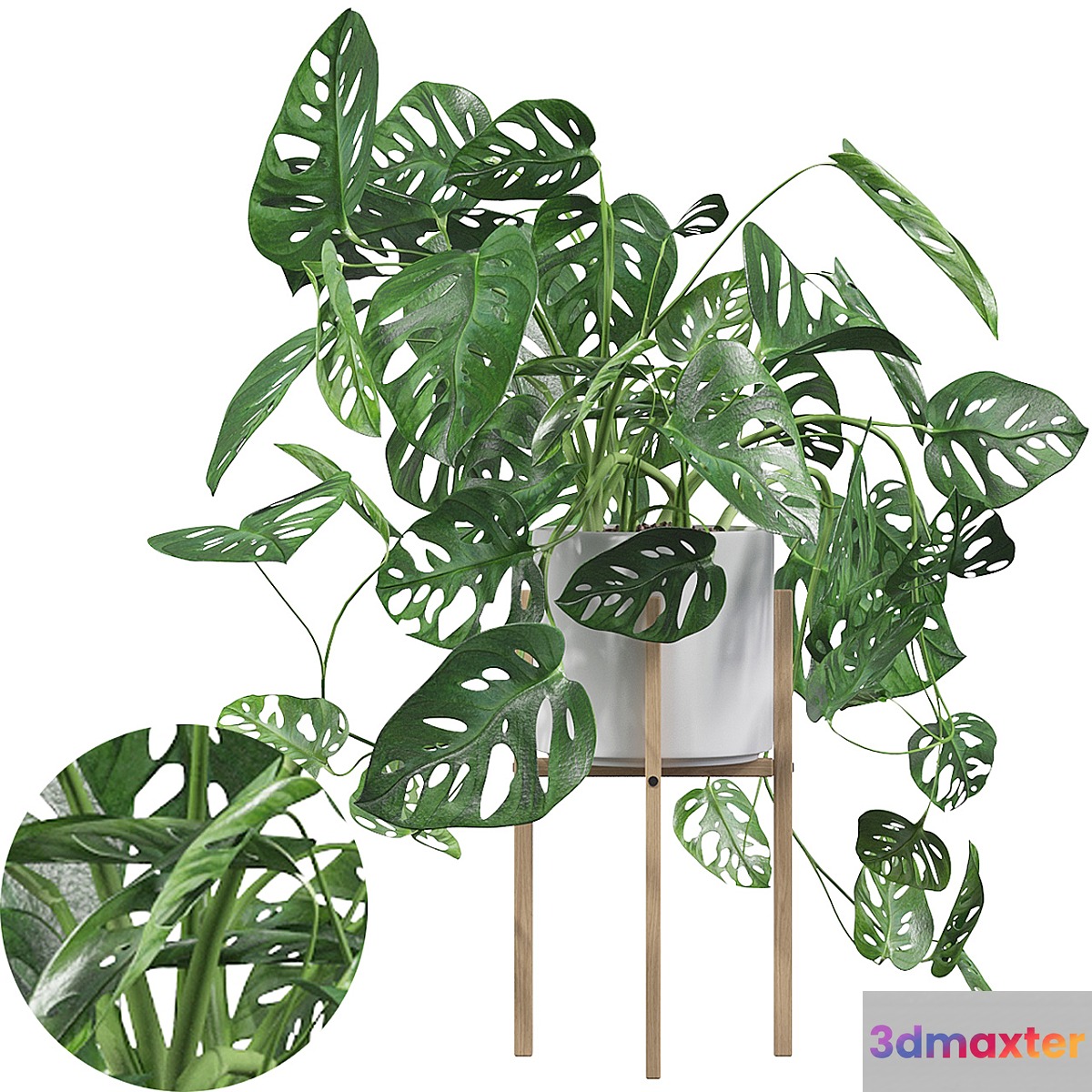 Plants collection 028 - Monstera monkey mask 02 3D Max