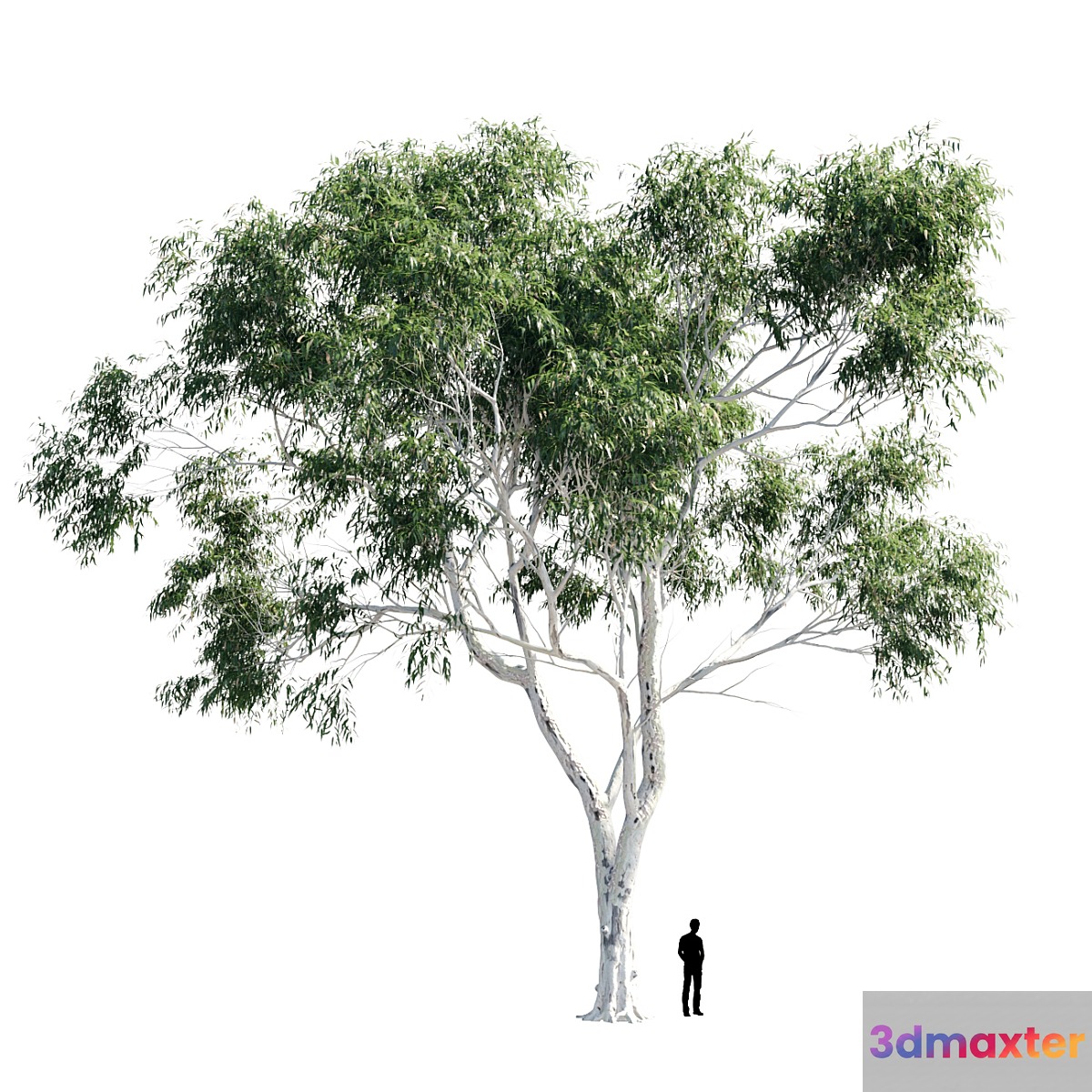 Eucalyptus 8 - No.2