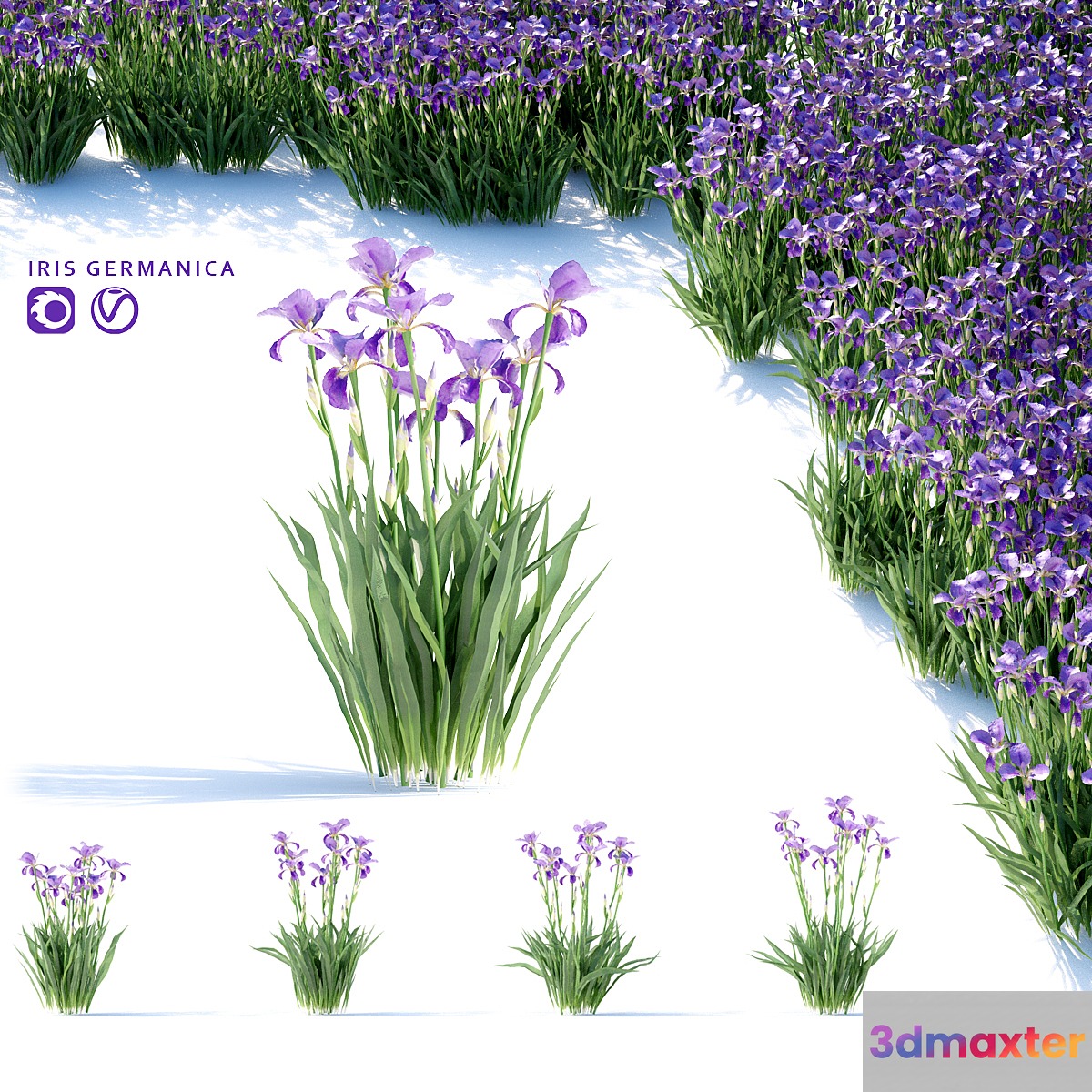 Bearded Iris Flowers | Iris germanica 3D Max