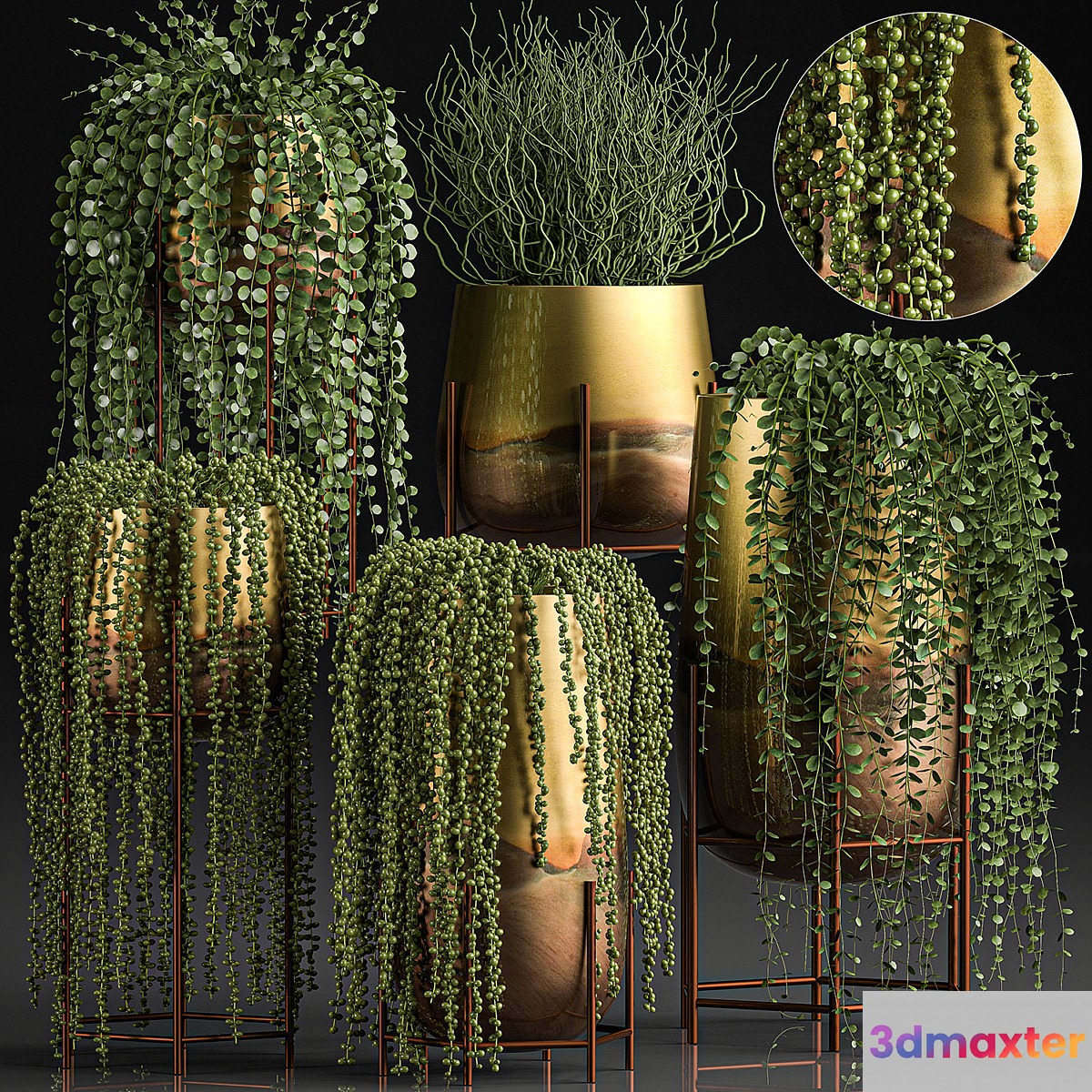 A collection of plants in luxury gold pots with Rowley's Crossberry dyschidia Succulents hanging plants. Set 543.