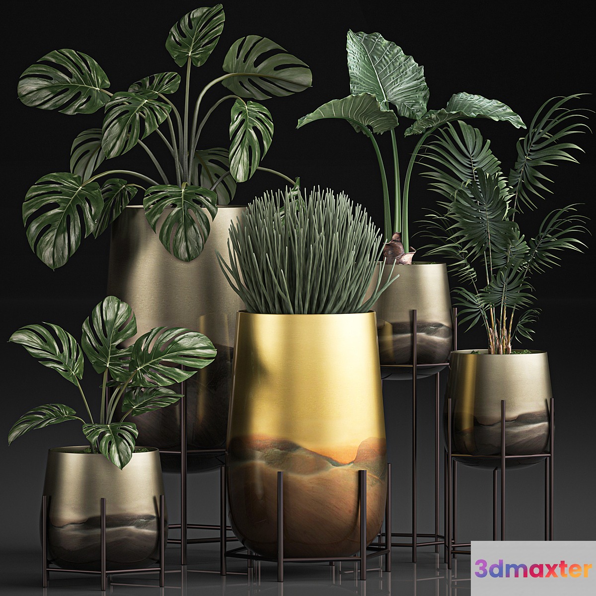 Collection of plants in luxury gold pots on legs with Monstera palm hovea Alokasia Sansevieria. Set 544.
