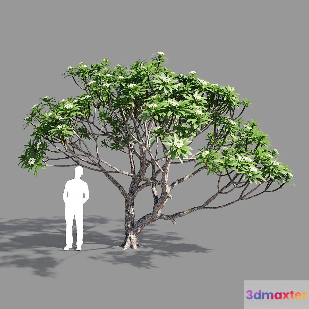 Plumeria 2