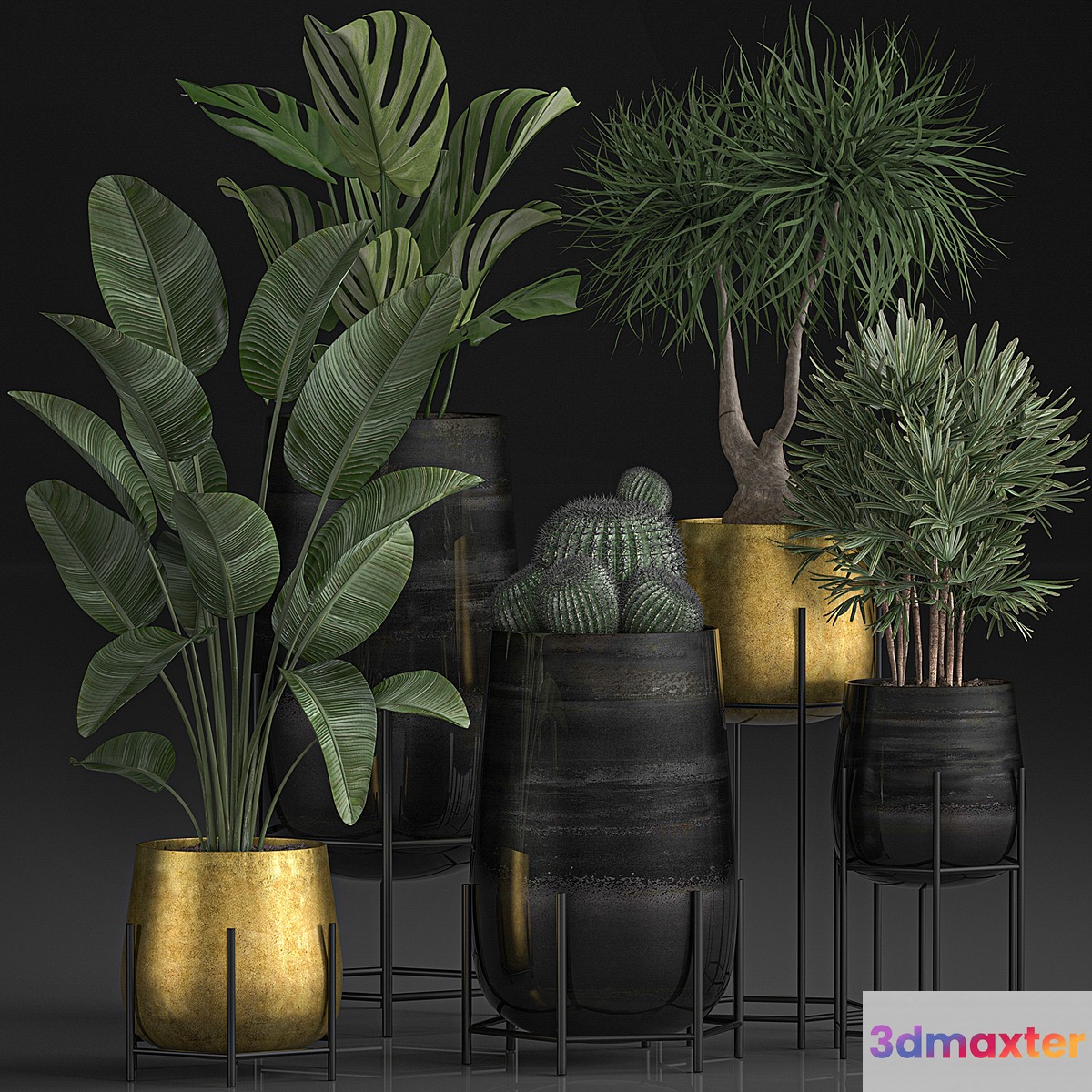 Collection of plants in luxury gold pots on legs with Monstera Banana rapeseed dracaena cactus luxury decor. Set 546. - No.2