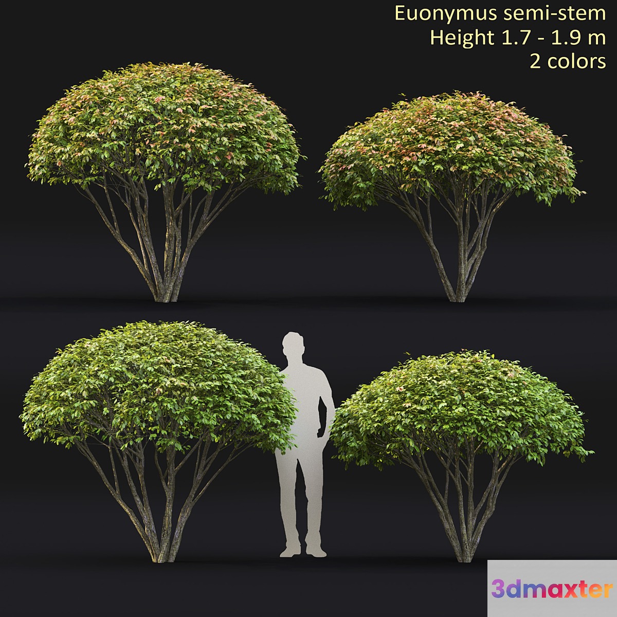 Euonymus 3D Max