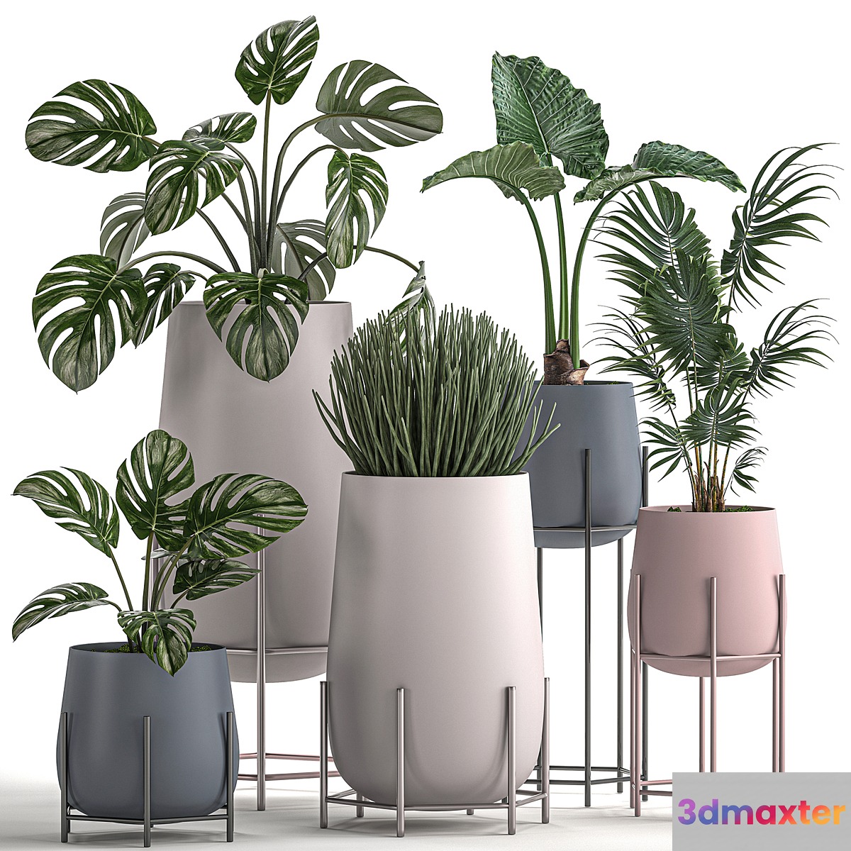 Collection of small indoor plants in modern pots on legs with Monstera Palm hovea alokasia Sansevieria. Set 547. 3D Max