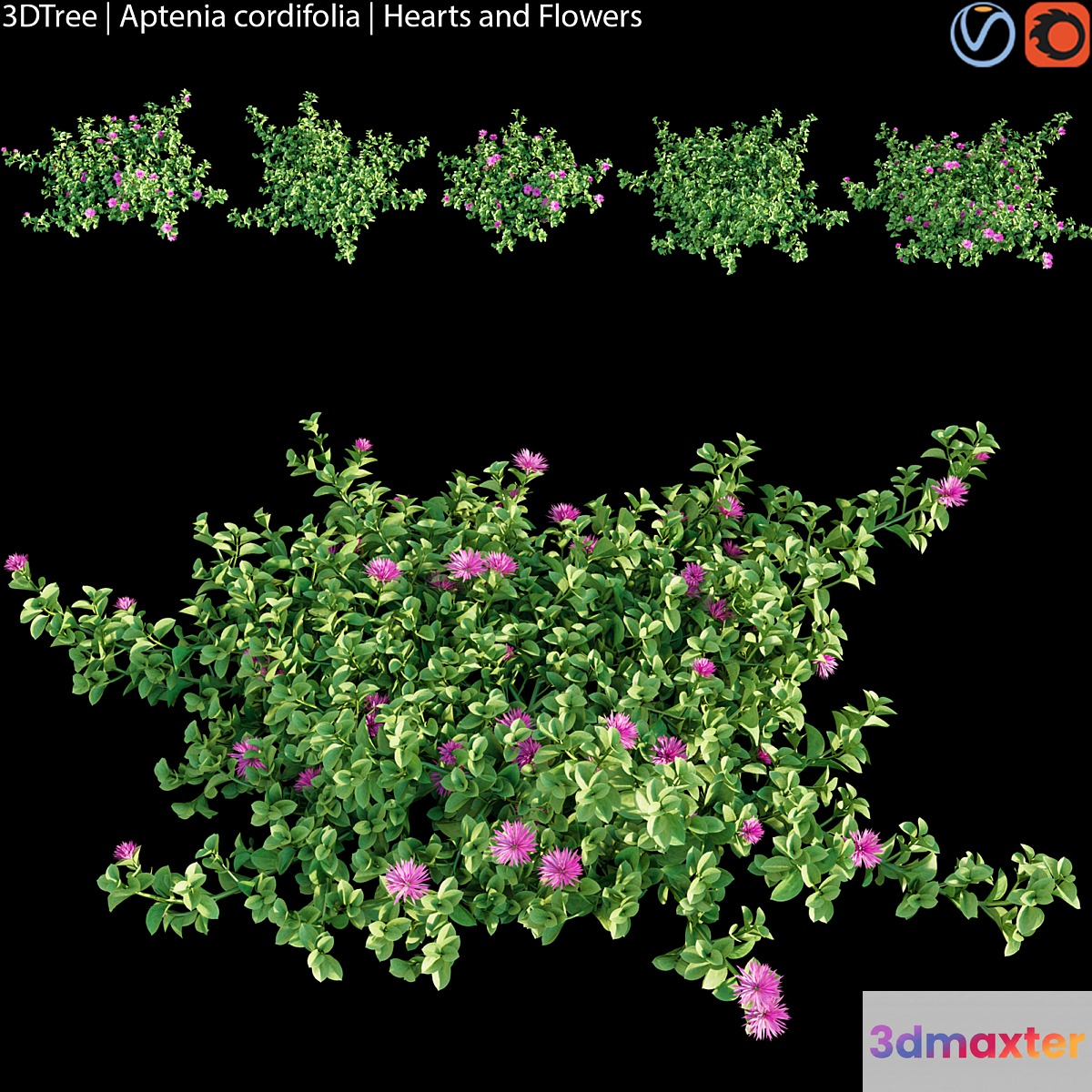 Aptenia cordifolia | Hearts and flowers 3D Max