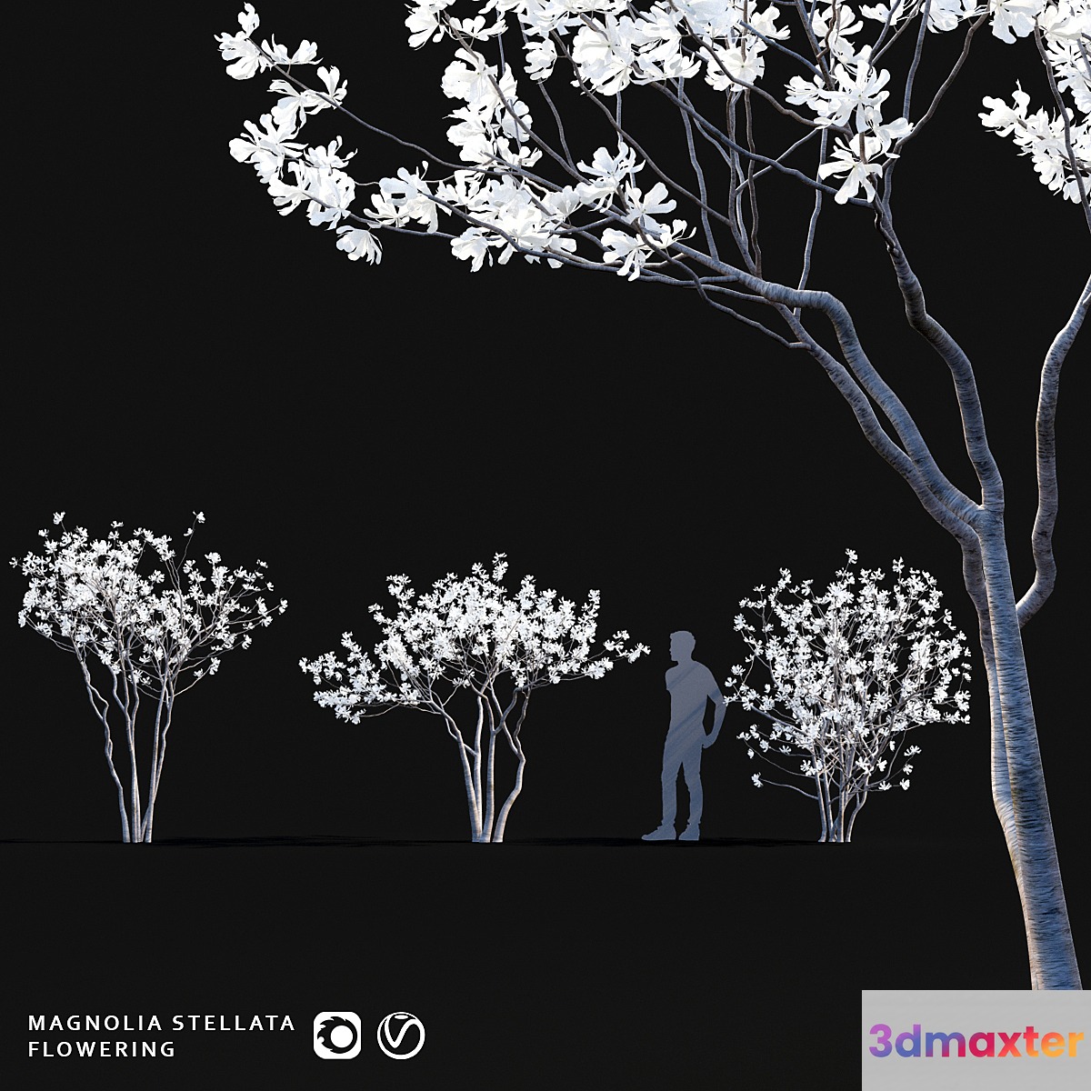 Star Magnolia | Magnolia stellata flowering