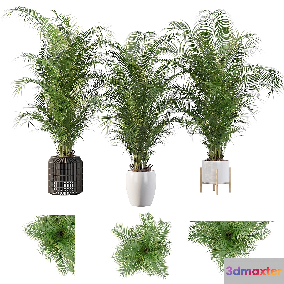Plants collection 032 - Areca Palm Pack 1 - No.3
