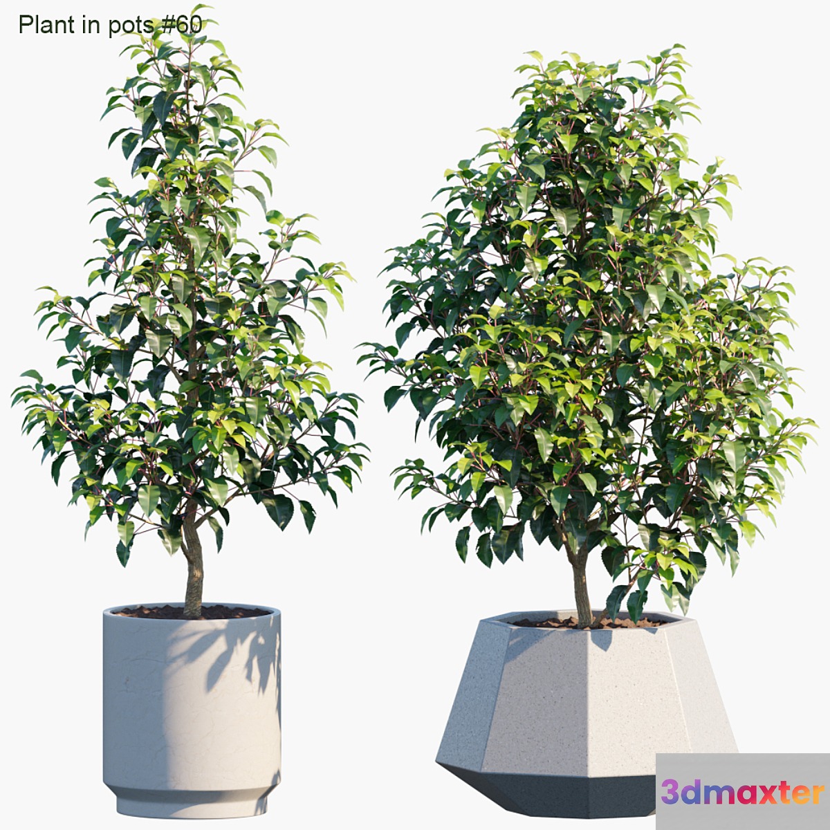 Plant in pots # 60: House plants
