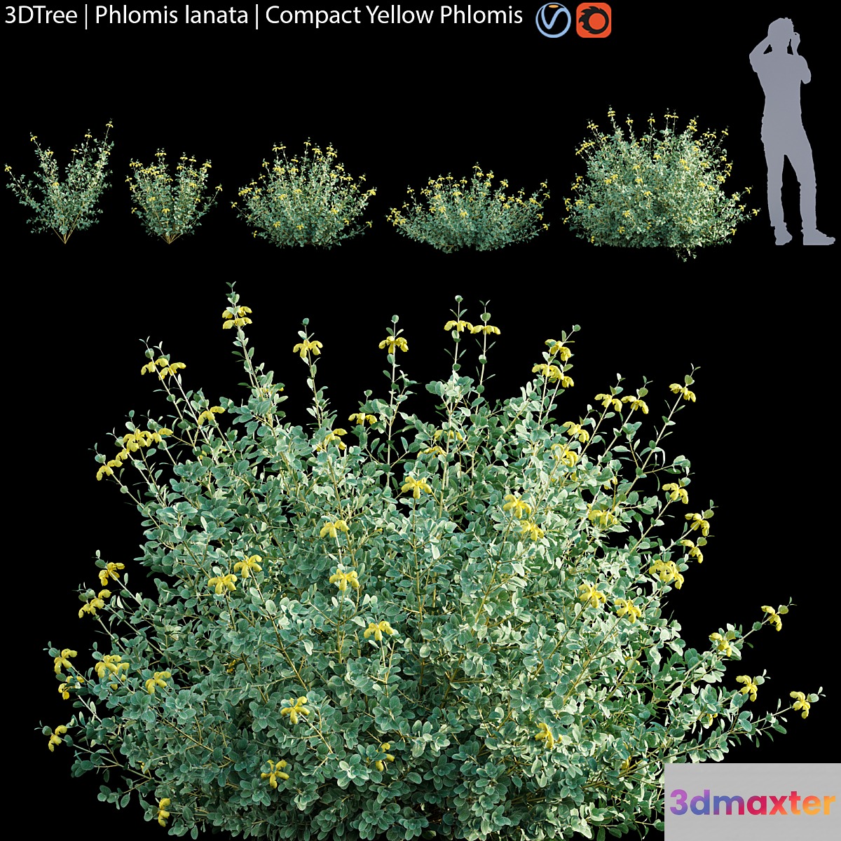 Phlomis lanata | Compact yellow phlomis 3D Max