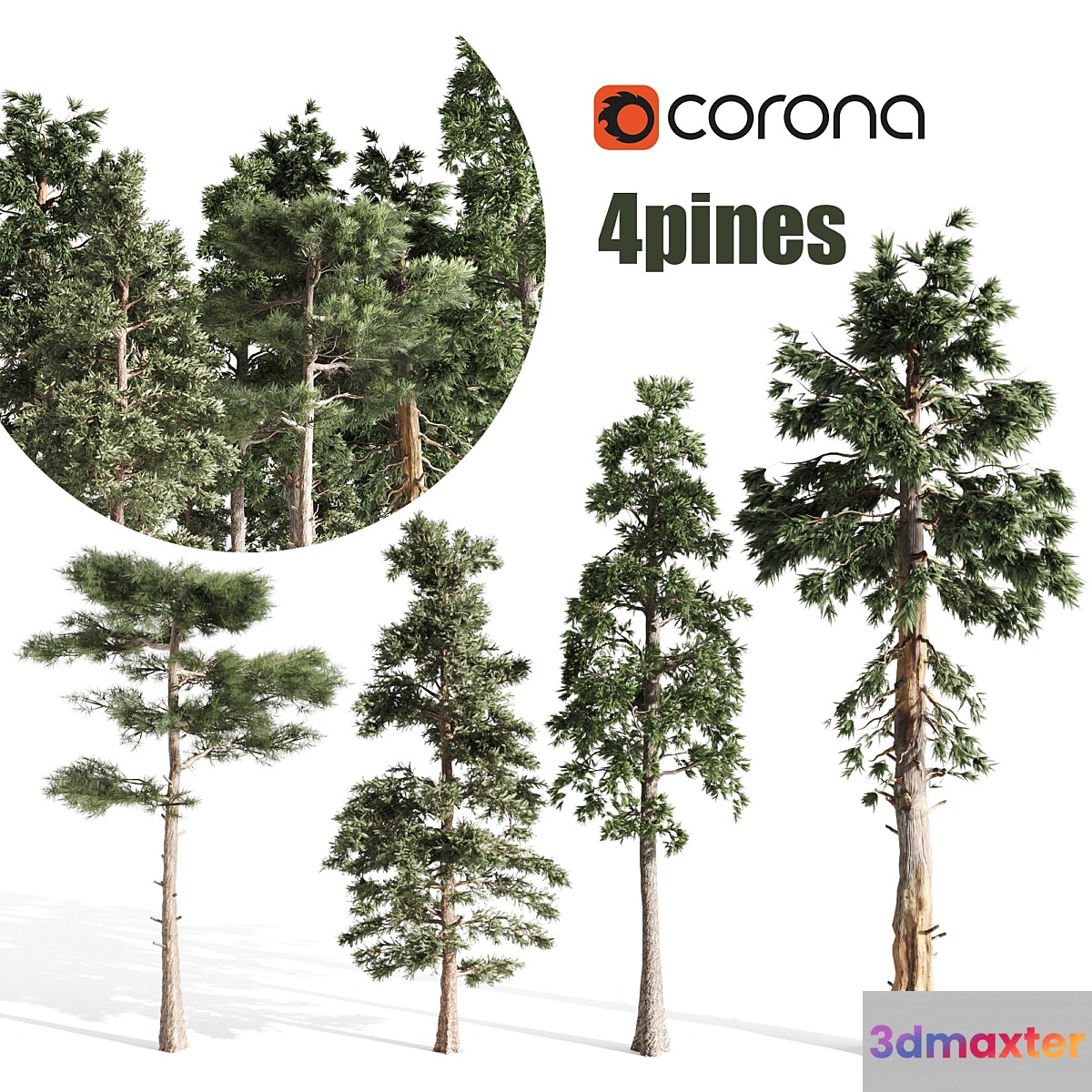 4 pines - No.2