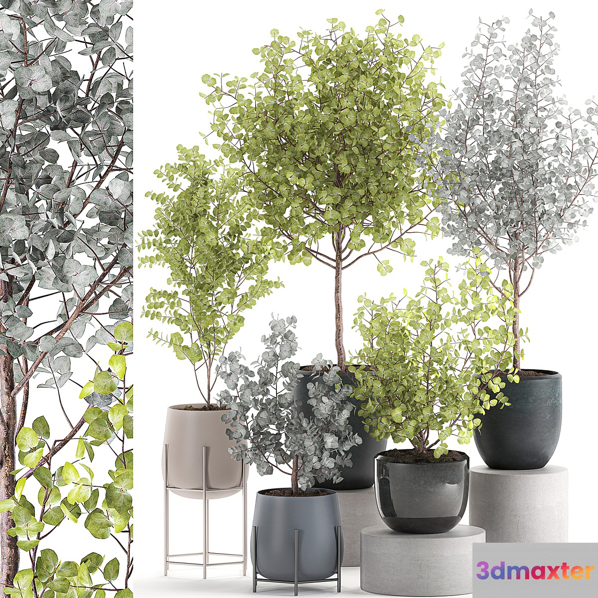 Collection of small beautiful interior trees in pots with ash Eucalyptus. Set 552. 3D Max
