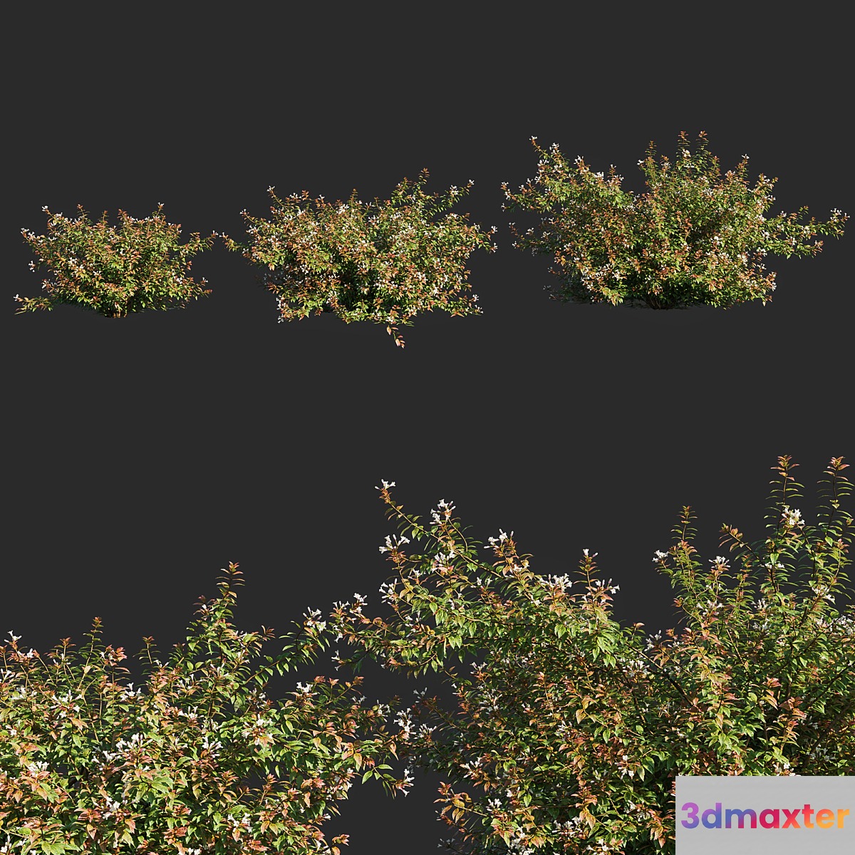 abelia x grandiflora_flower op3 3D Max
