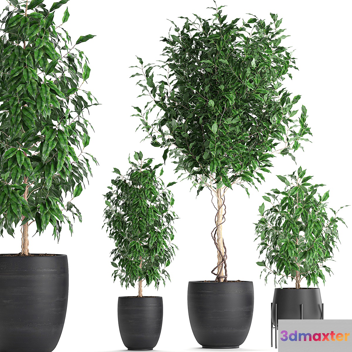 A collection of small beautiful trees in black pots with Ficus Benjamin. Set 553. - No.3