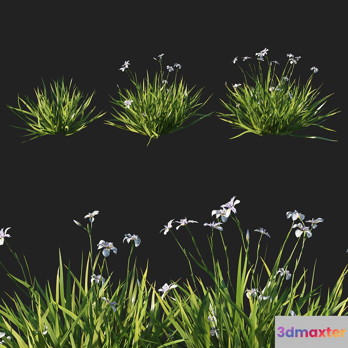 Dietes grandiflora grass - No.2