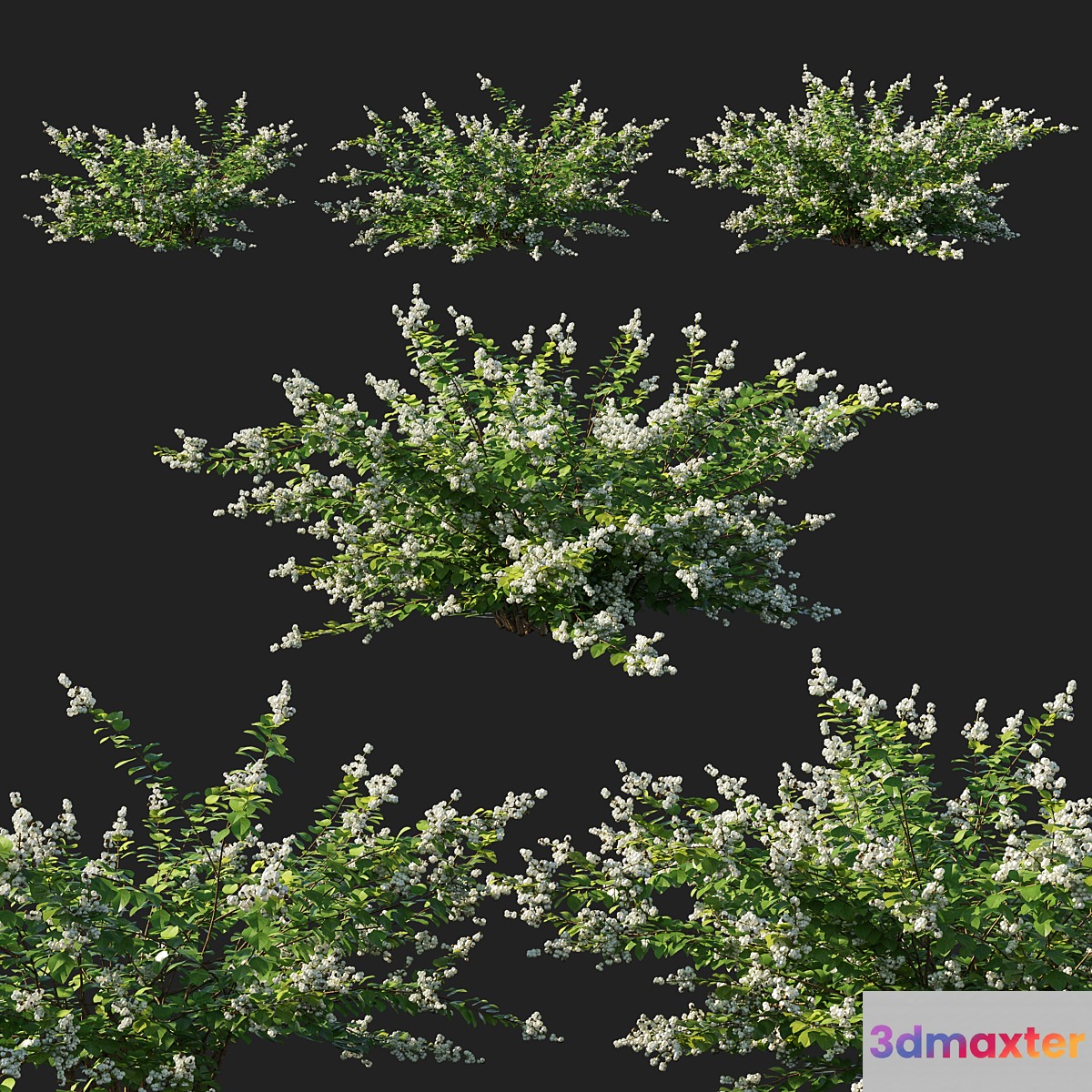 Symphoricarpos_berry_bush white 3D Max