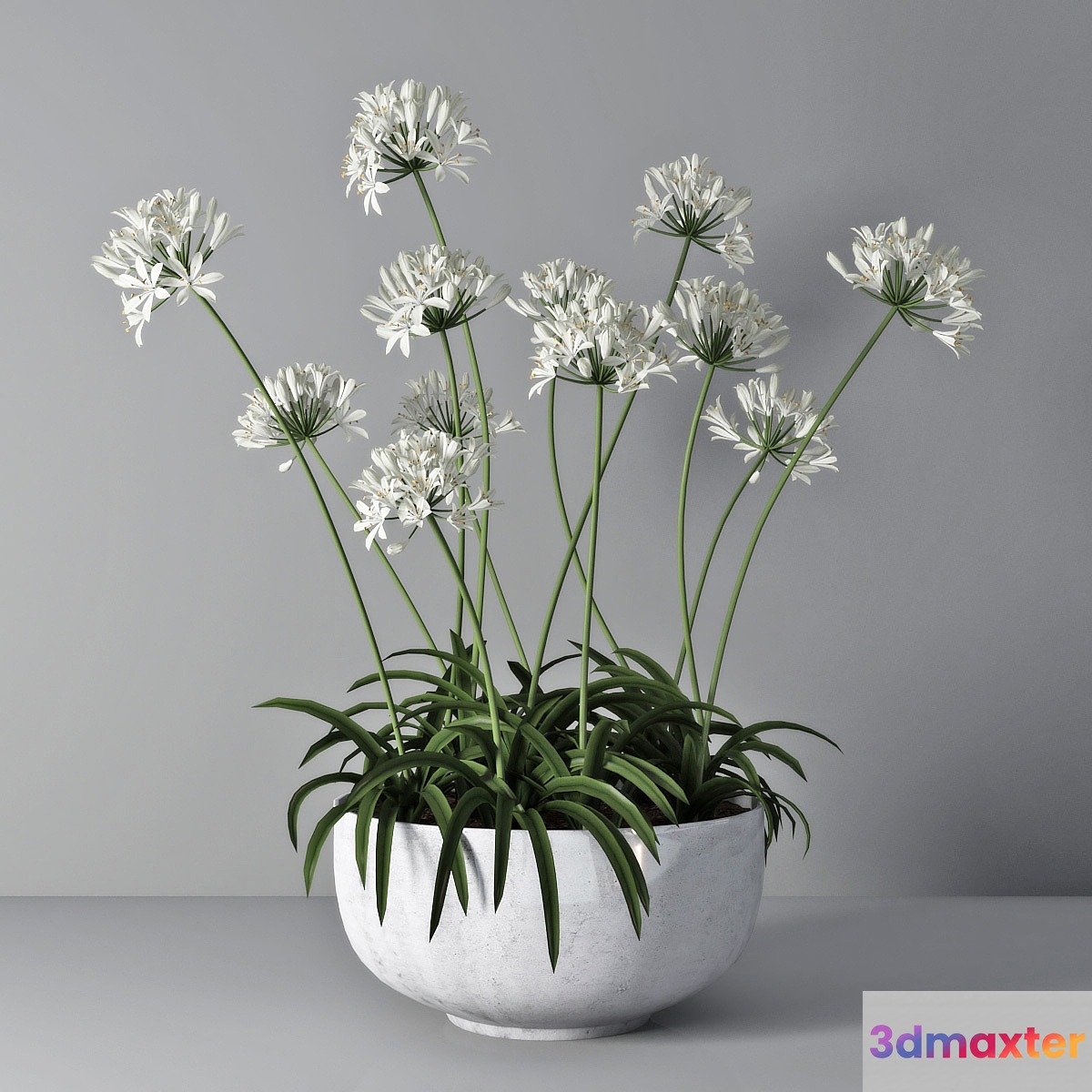 Agapanthus 02 - No.2