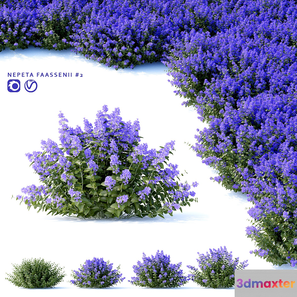 Fassen's Catcher | Nepeta fassenii # 2