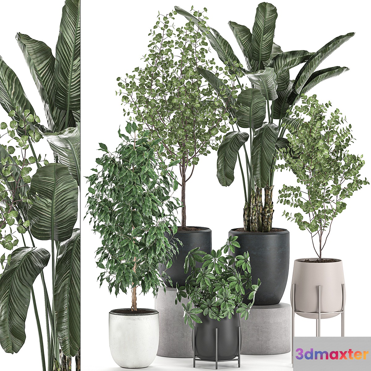 Collection of potted plants with Benjamin ficus trees Banana palm Scheffler Eucalyptus. Set 556. 3D Max