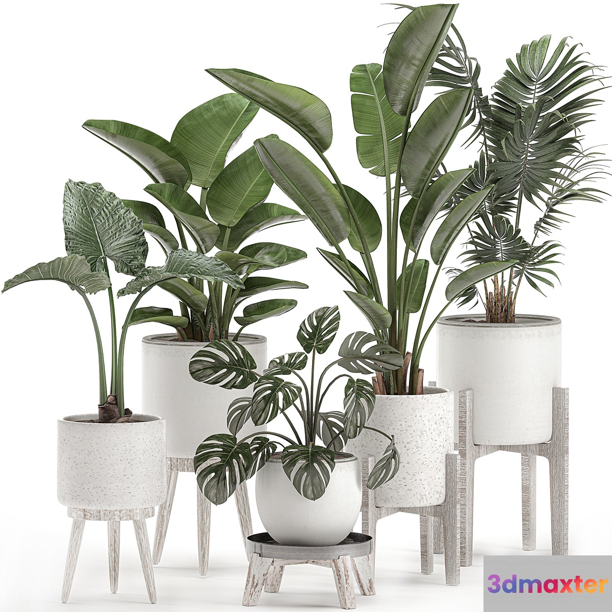 Collection of small plants in white pots on legs with Strelitzia banana palm hovea monstera alokasia. Set 557. - No.2