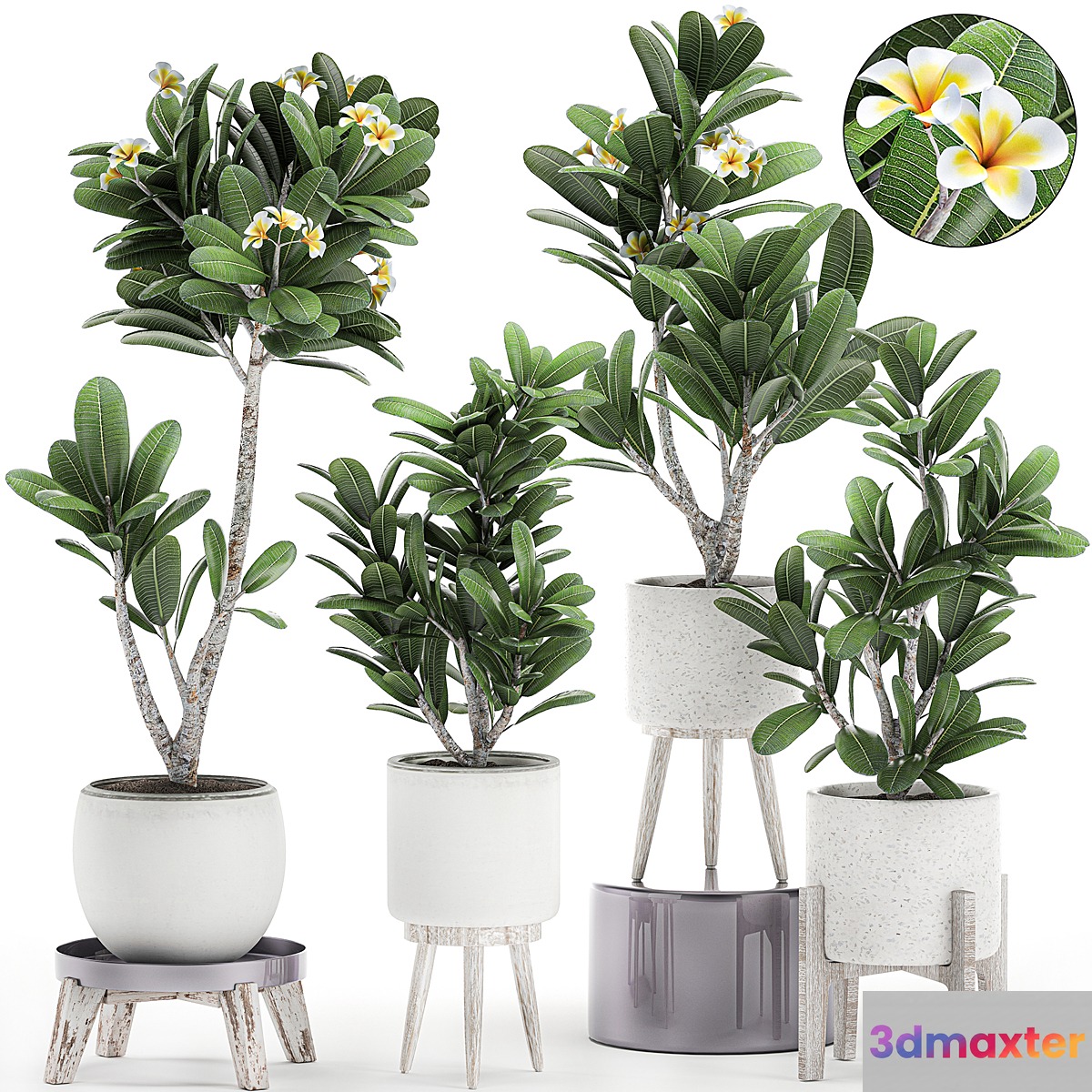 Collection of plants of small exotic flowering trees in white pots on legs with Plumeria frangipani. Set 559. - No.3