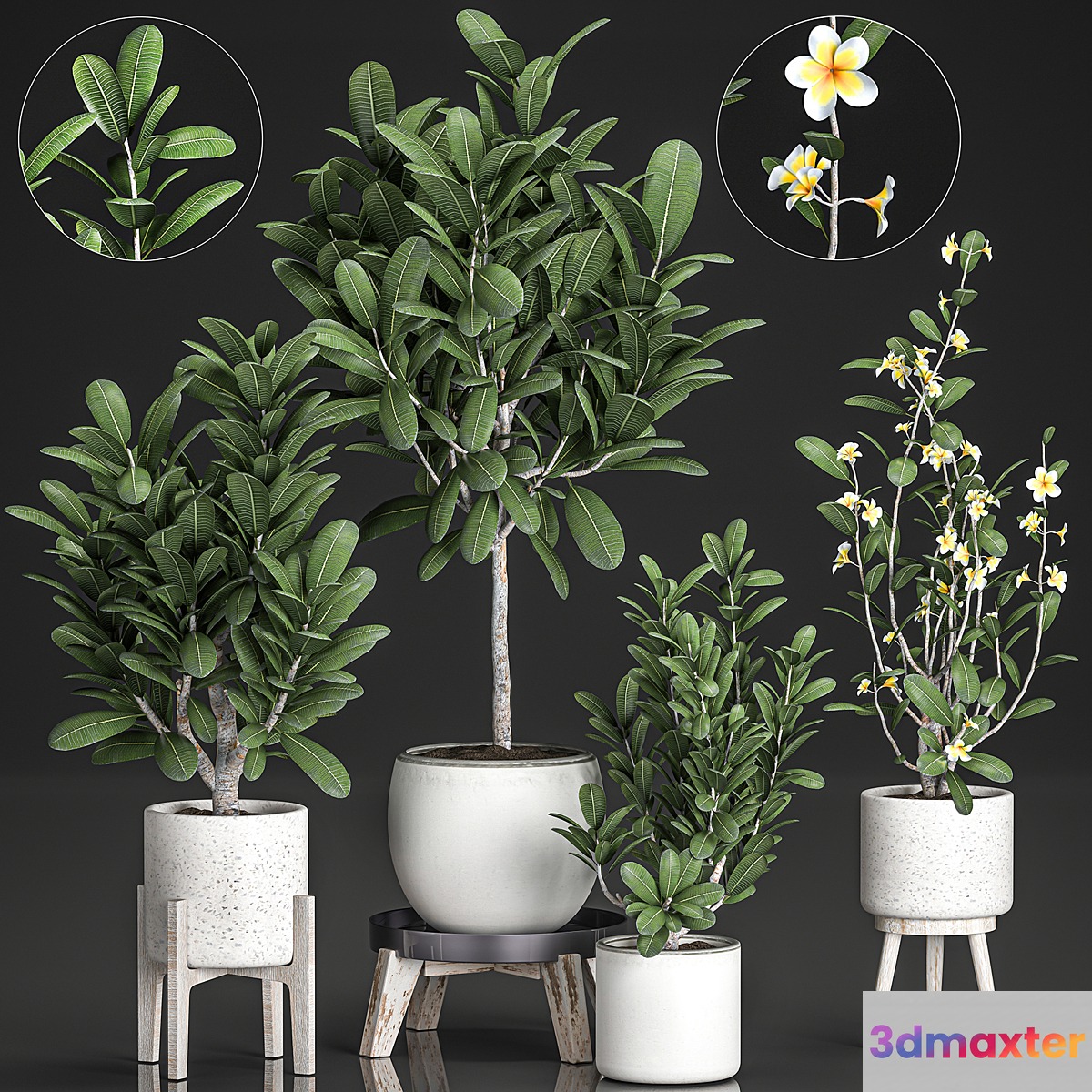 Collection of plants of small exotic flowering trees in white pots on legs with Plumeria frangipani. Set 560. - No.2