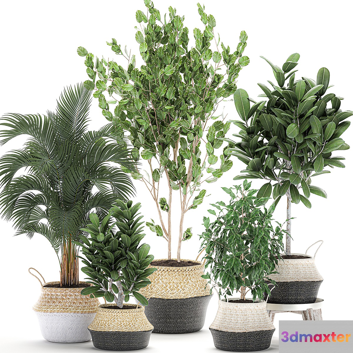 Collection of plants in baskets with handles with palm tree Ficus benjamin frangipani. Set 561. 3D Max