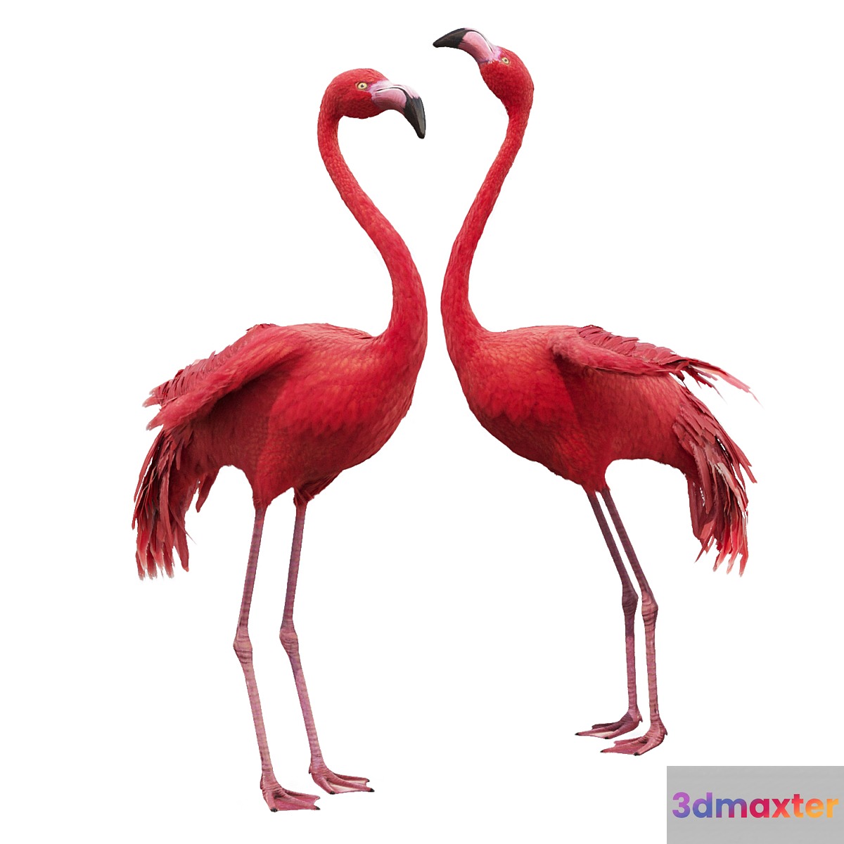 Flamingo-model
