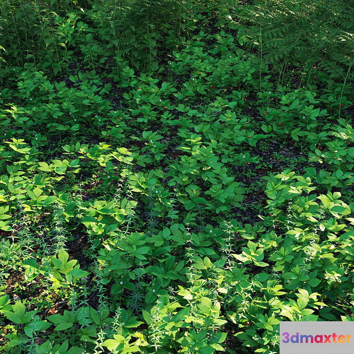 Forest grass 3D Max