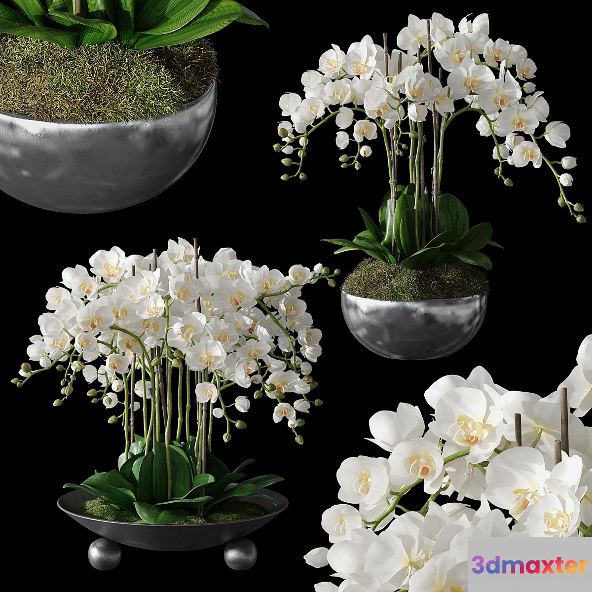 Orchids 1
